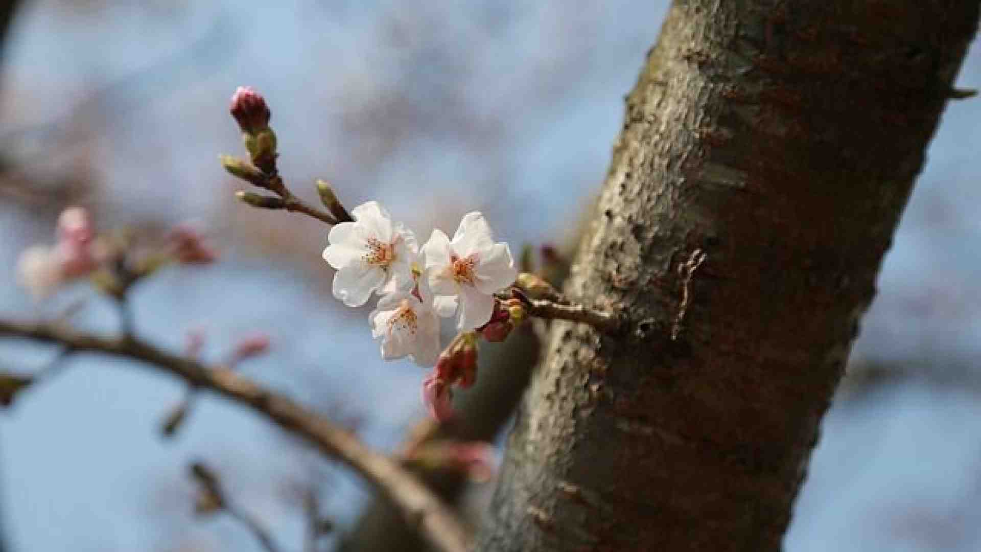 La primavera (urbana) di RiVer sboccia nei quartieri