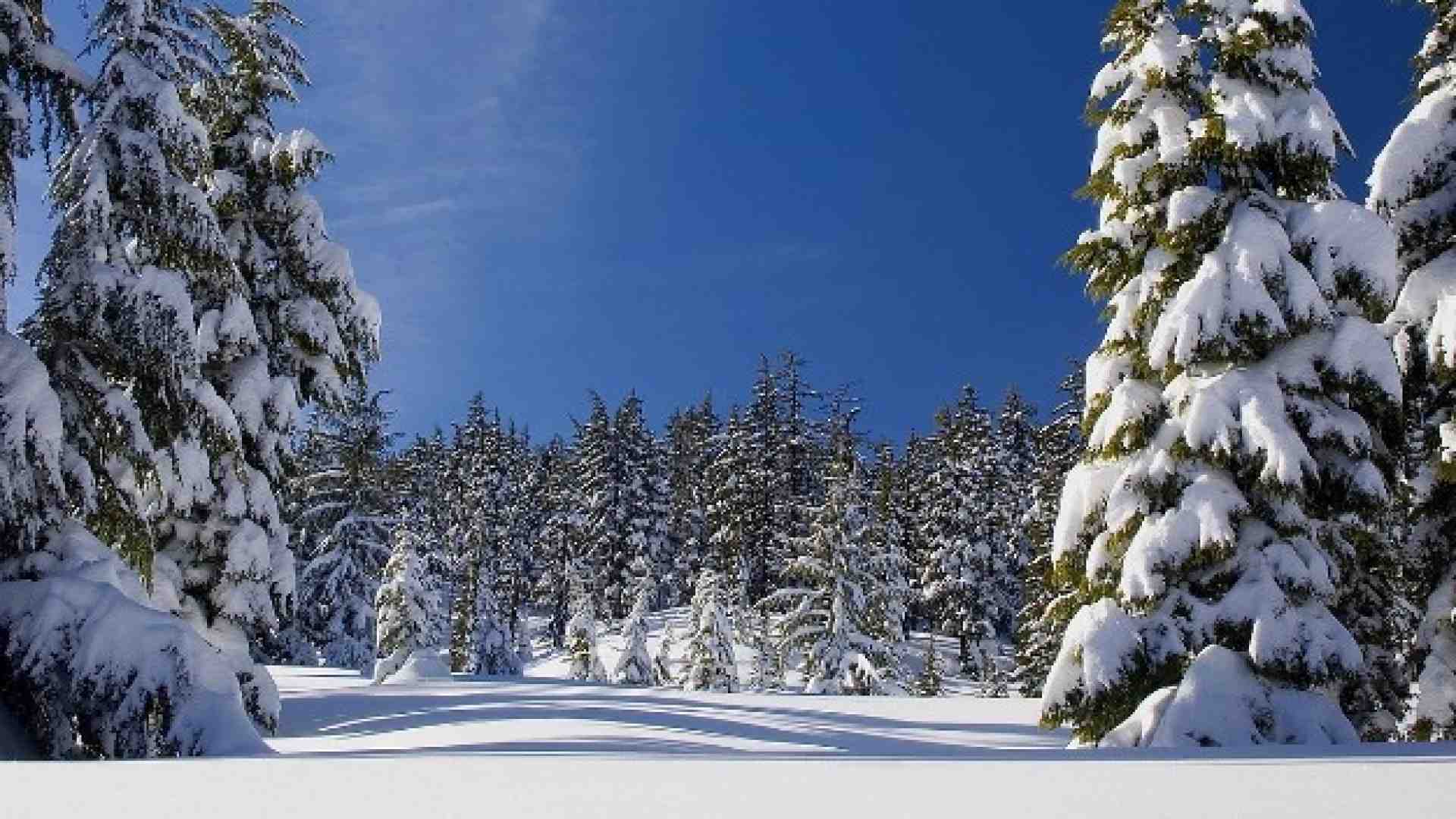 Il mistero e la bellezza degli alberi