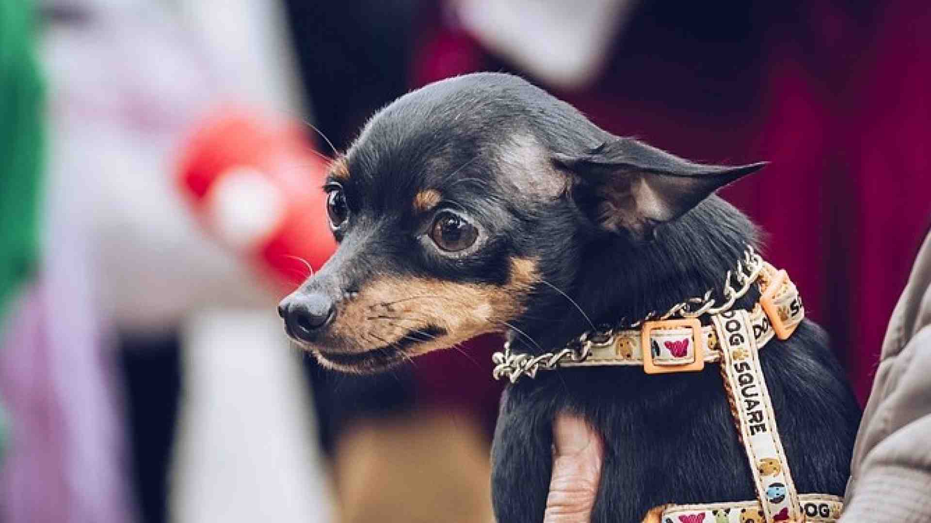 Anche l’amore per i cani può stufare