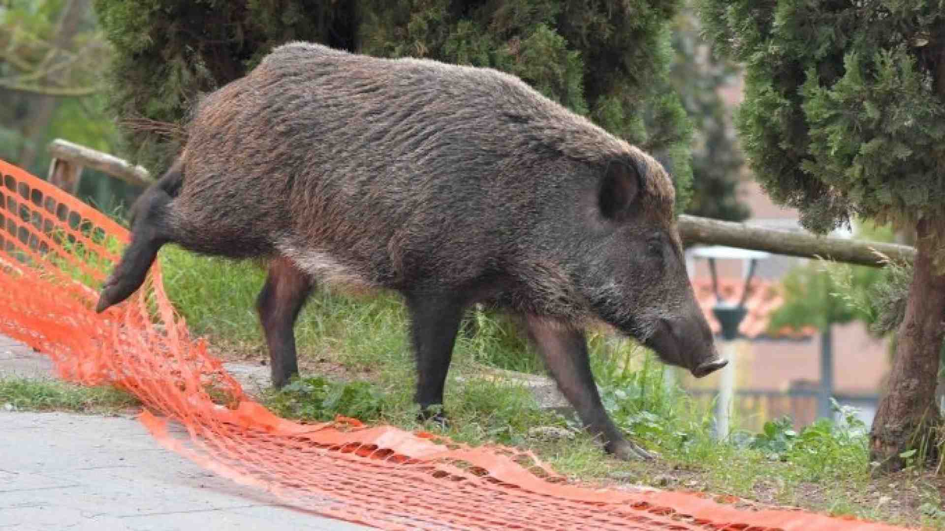 Caccia al cinghialone