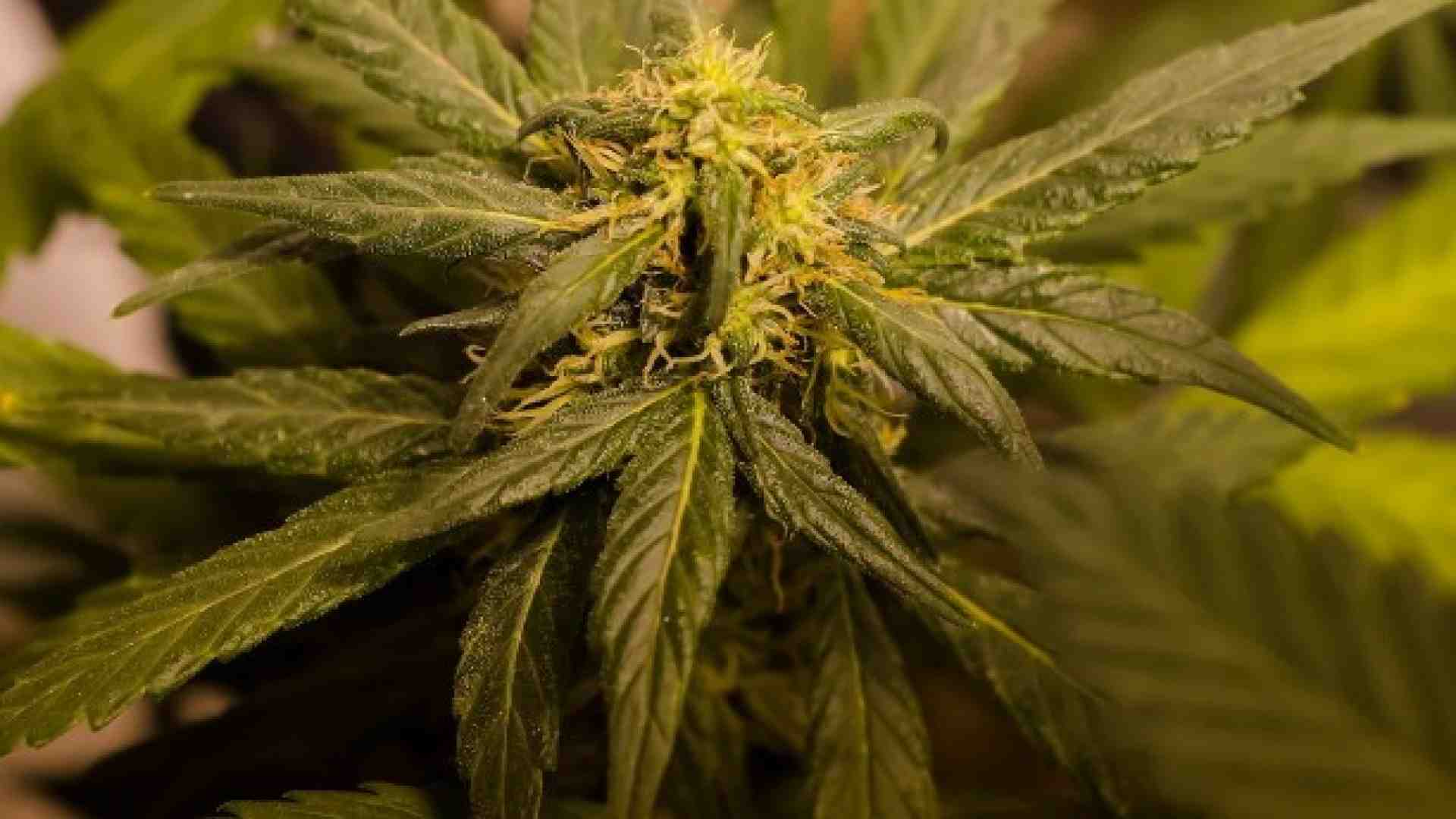 Canna libera no, grazie