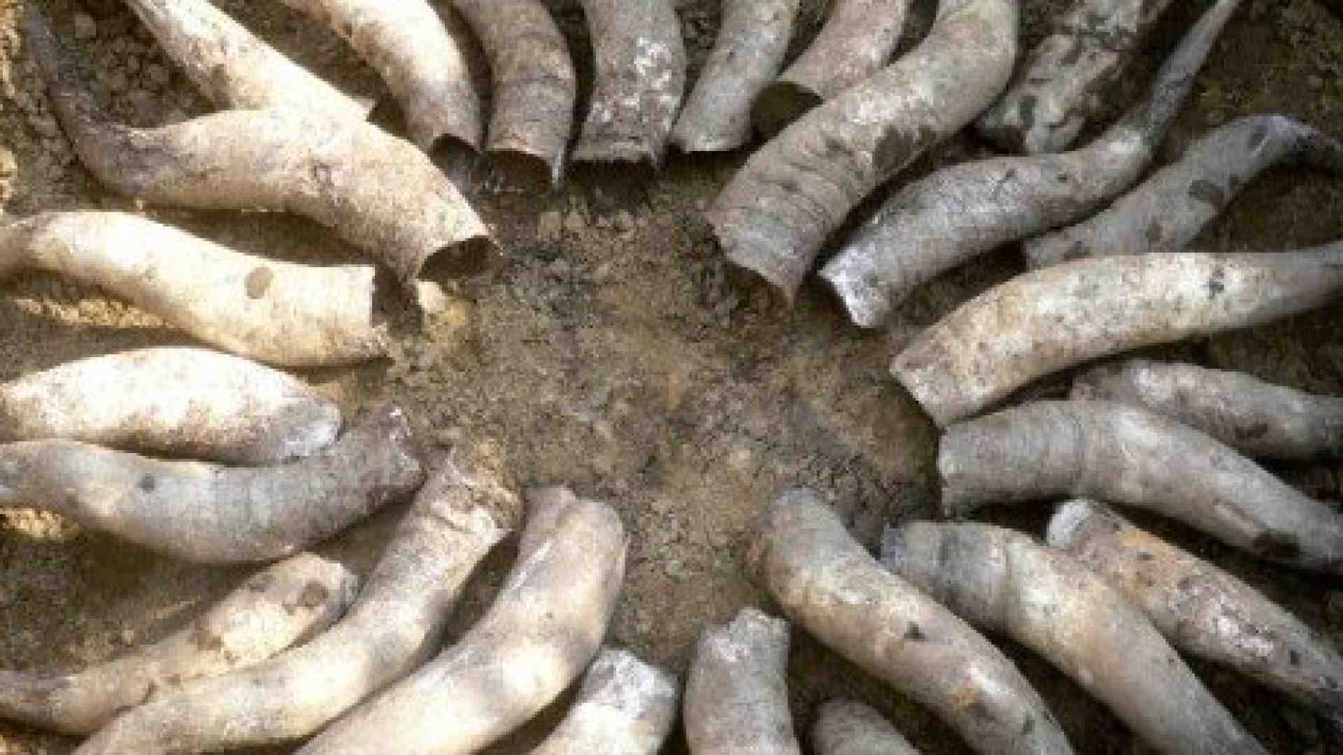 La lobby del biologico, i sovranisti dell’agricoltura e le corna di vacca