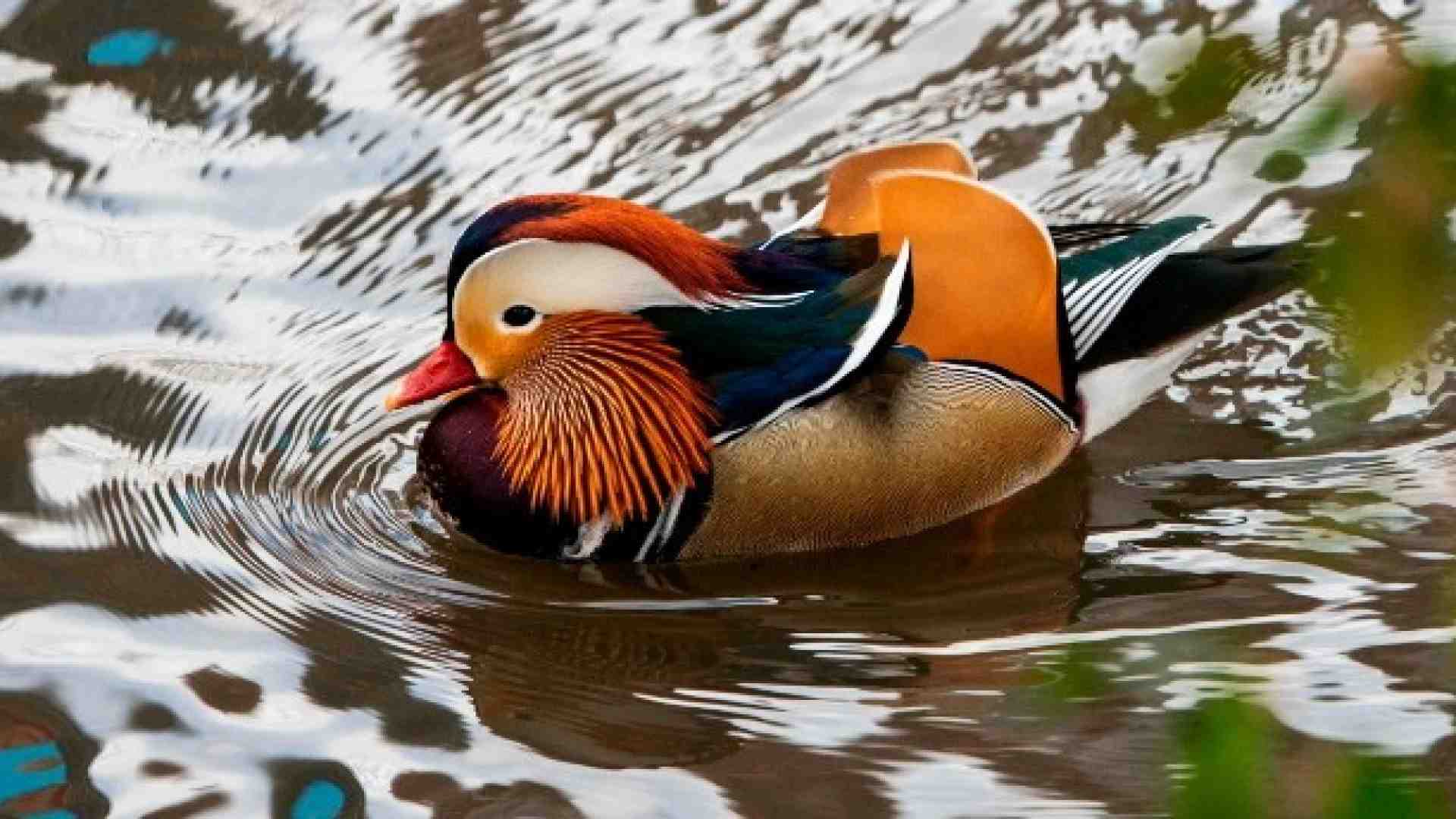 L'anatra Trevor smaschera l'ipocrisia di chi osteggia le migrazioni