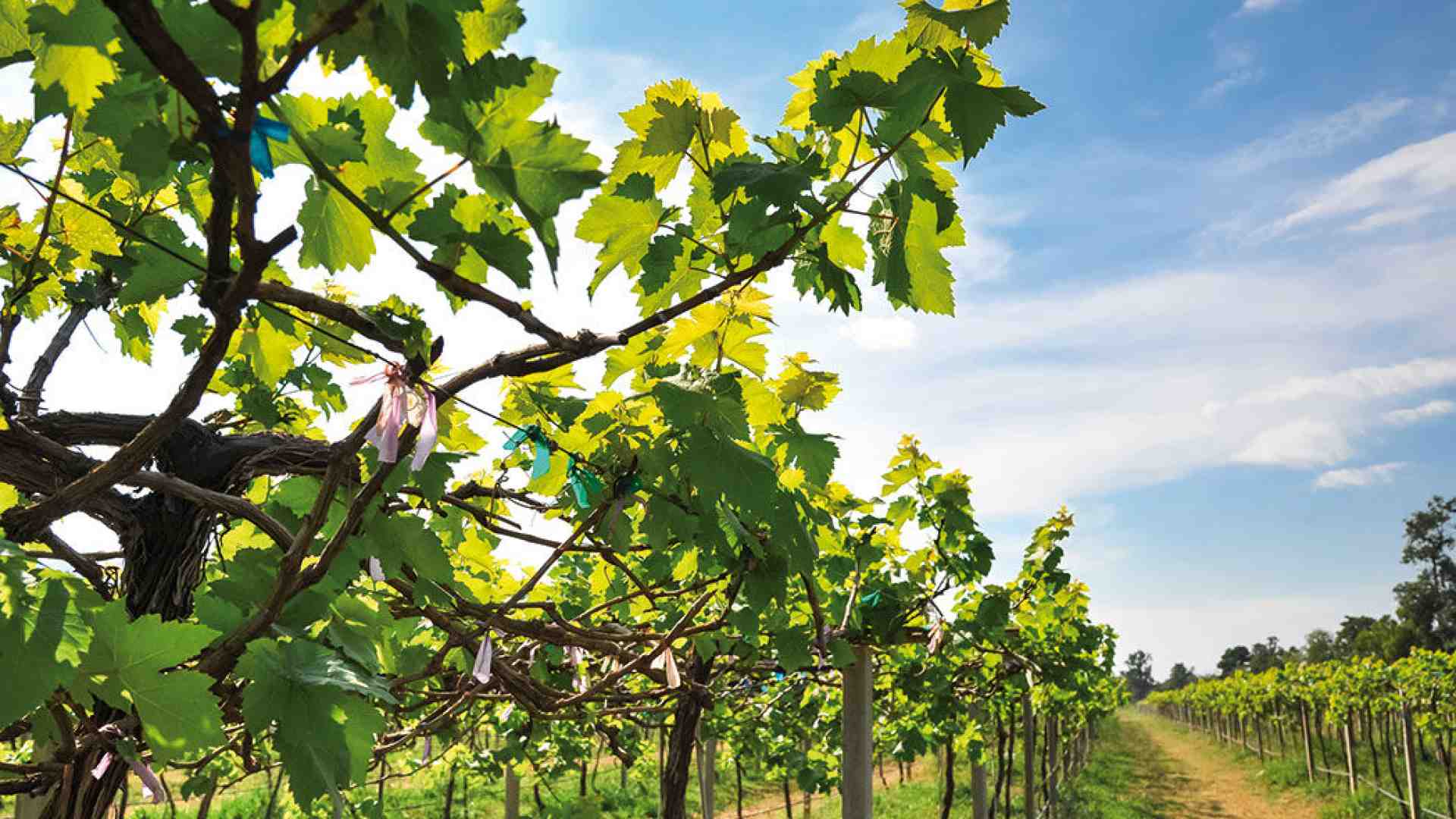 Io sono la vite, voi i tralci