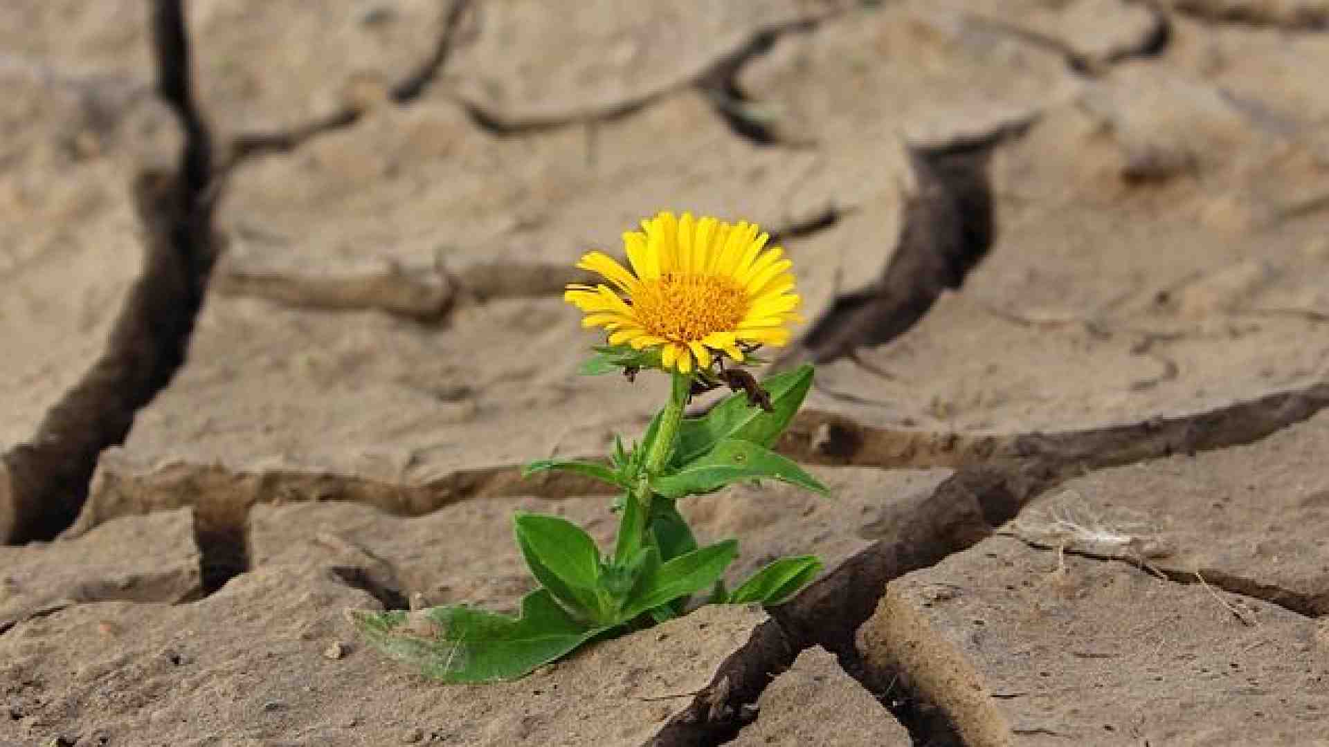 Emergenza caldo: come reagire alle ondate di calore