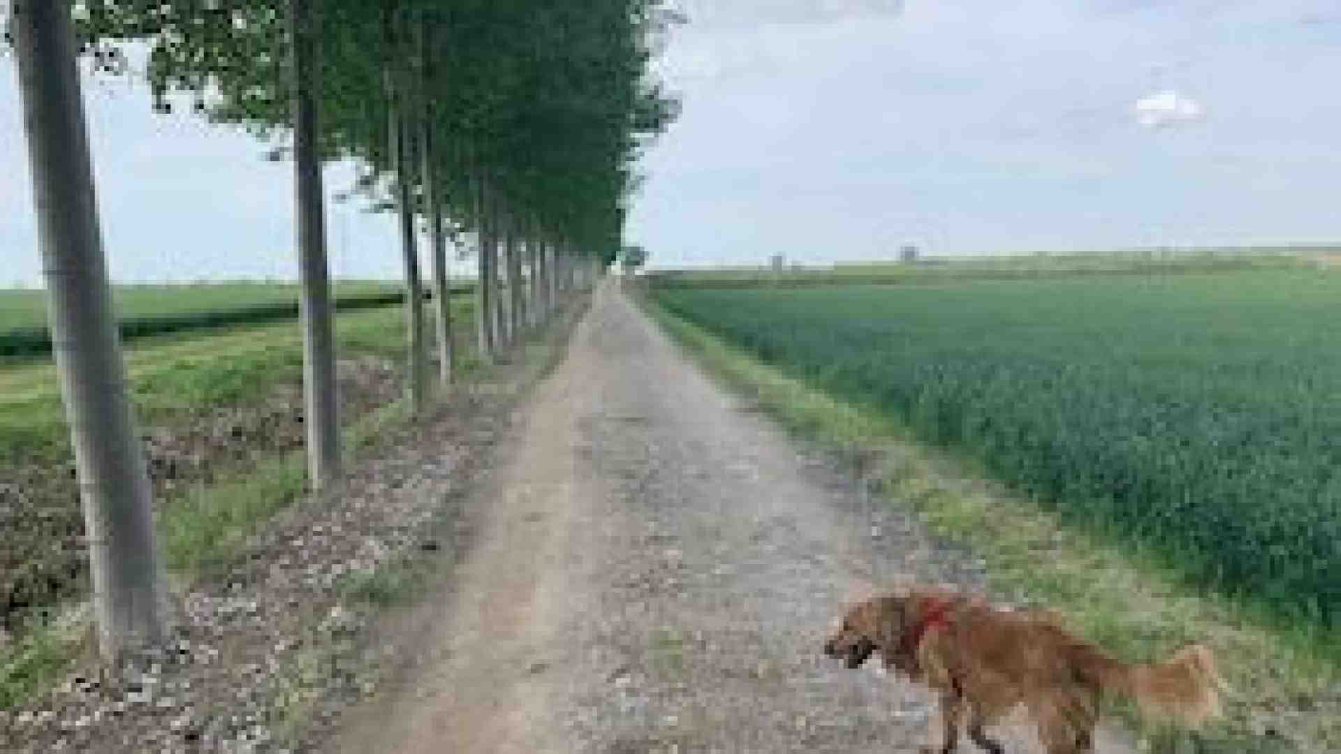 Ville, chiesette, paludi: qui Isola si fa Pellegrina