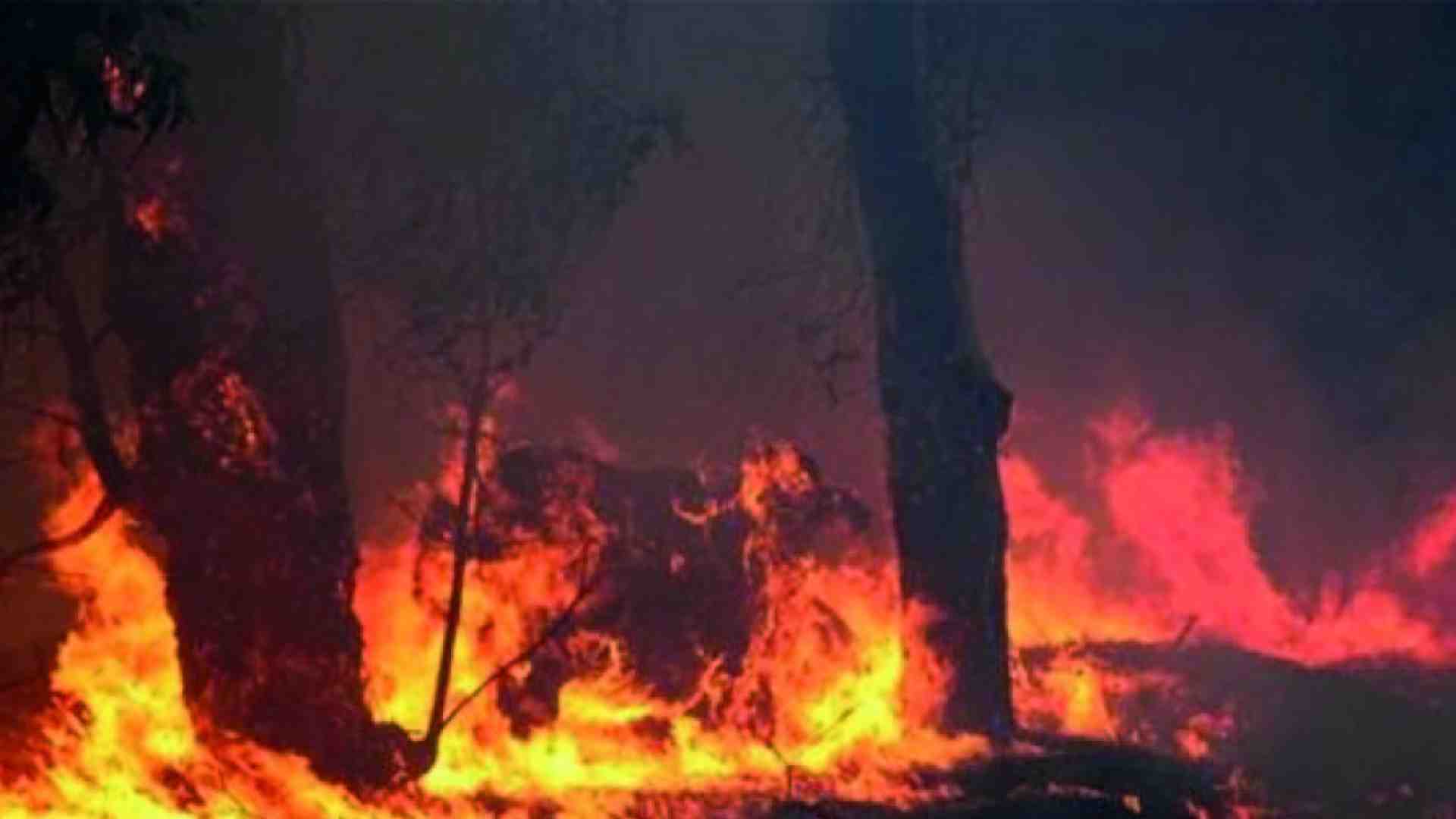 Non c’è solo la foresta che brucia