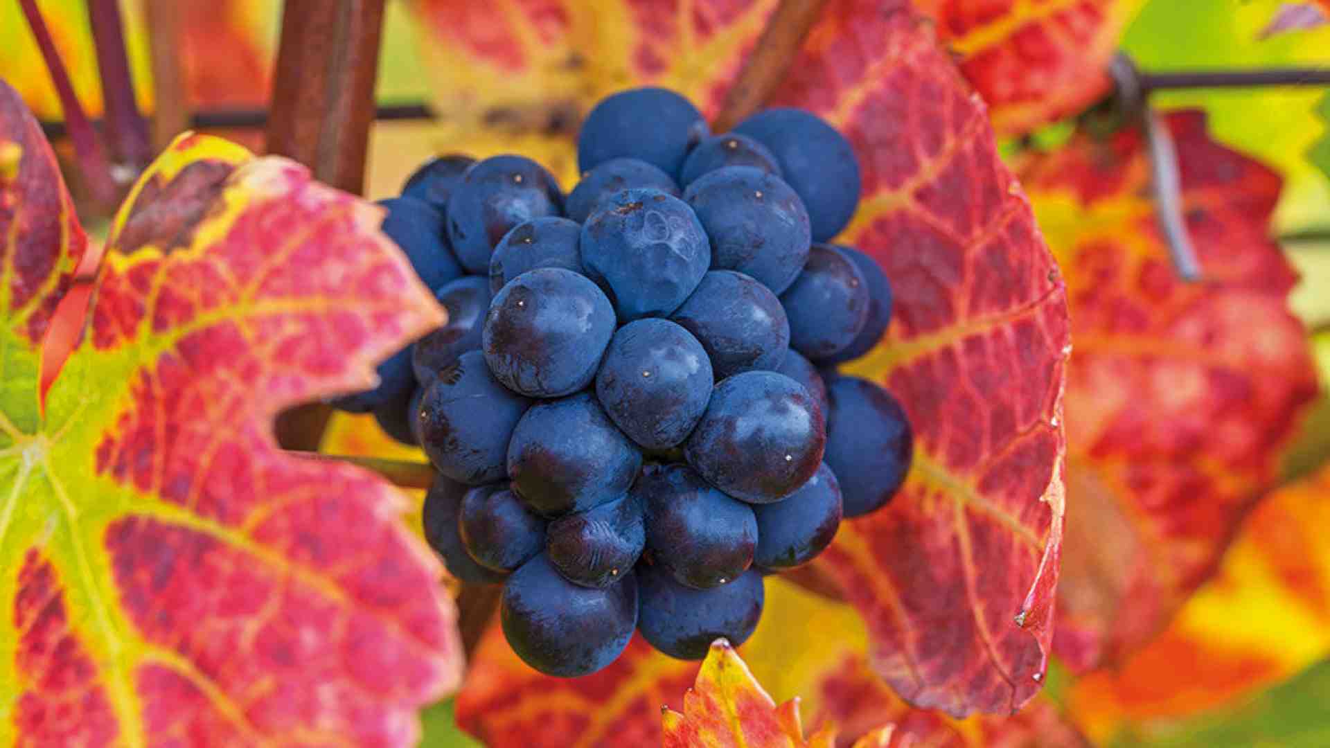La Domenica della Ripartenza lancia un segnale di speranza e apertura