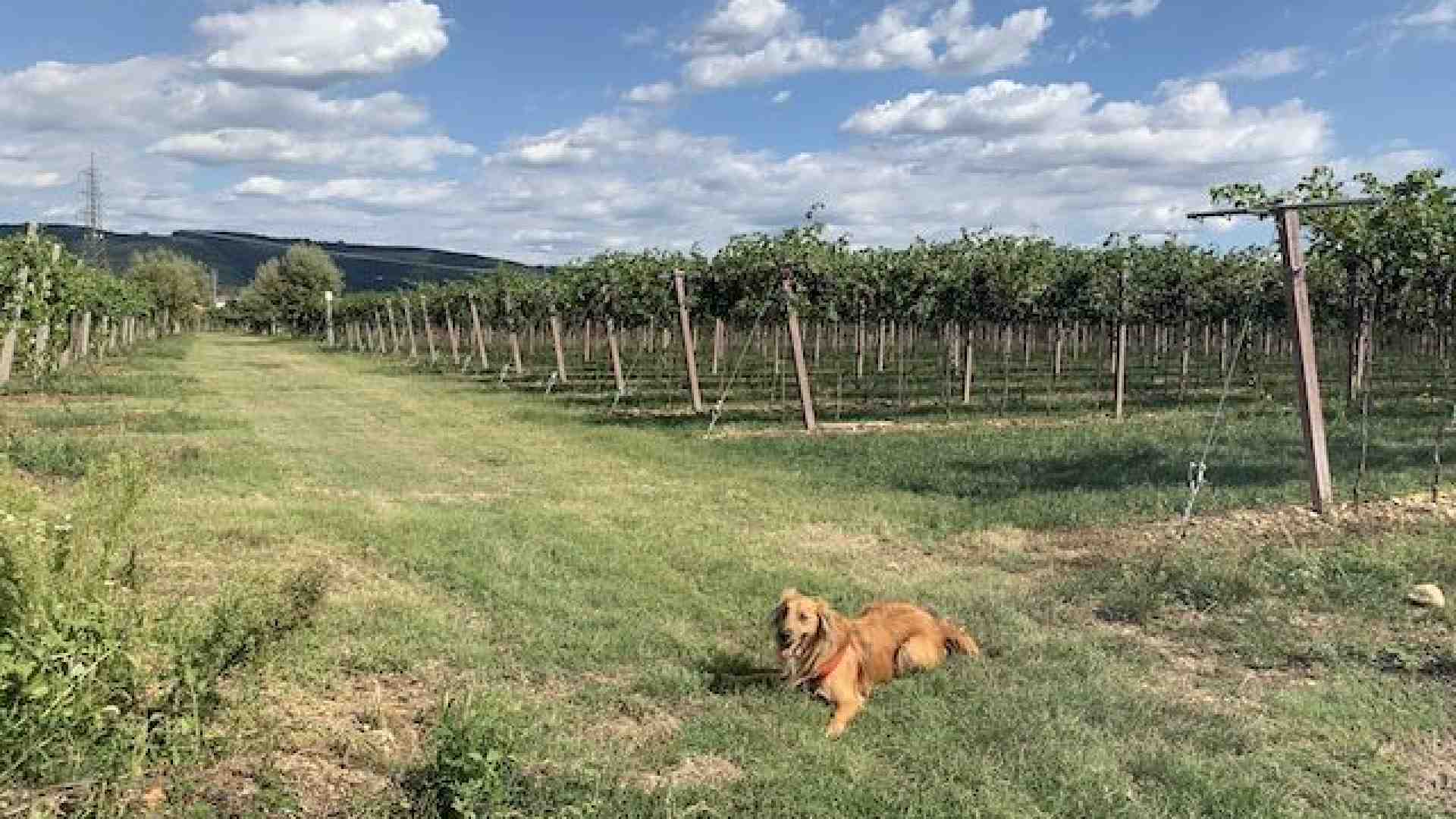 Pedemonte regala paesaggi di un autunno pieno di dolcezza