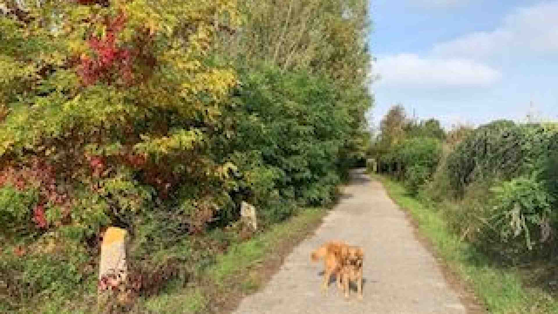 A Settimo di Pescantina incantevole passeggiata tra acqua, campi e chiesette