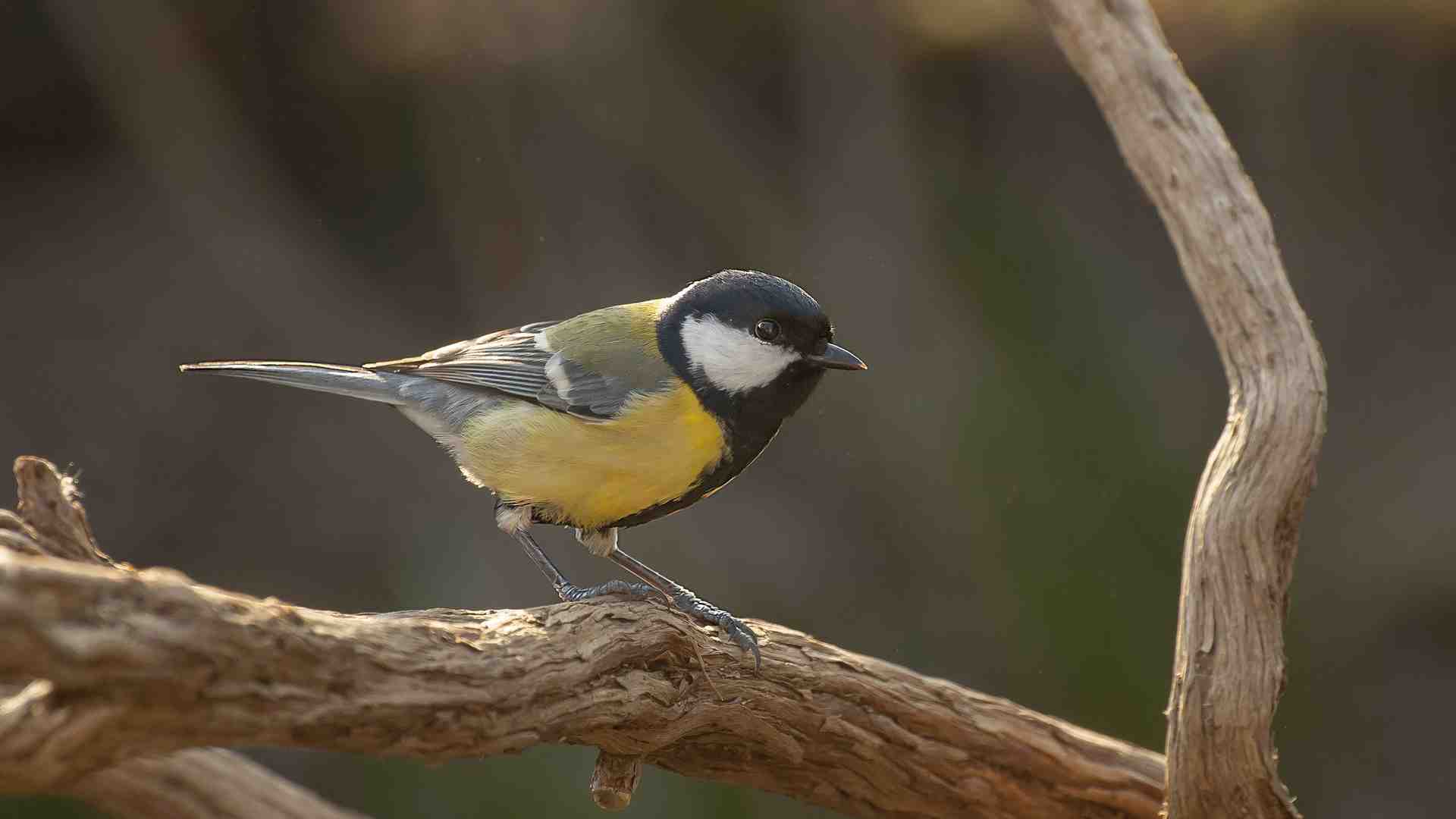 Fuori dalla finestra un mondo volante pieno di curiosità
