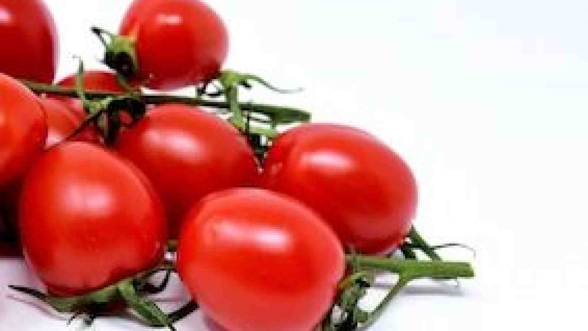 Il pomodoro, l’ortaggio arrivato dall’America che ha conquistato i nostri orti e i nostri piatti