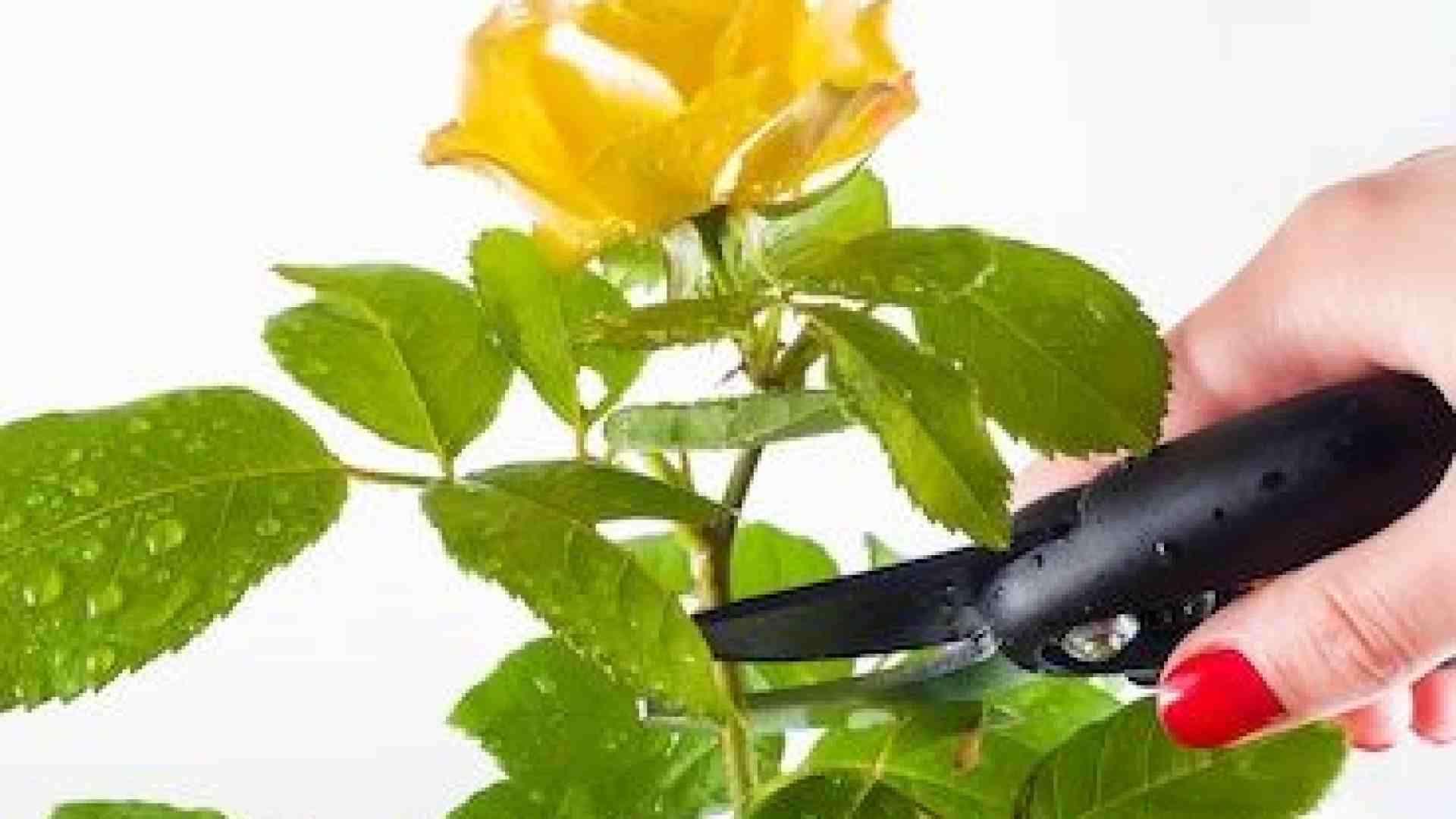 Il variegato mondo delle rose: ecco come trattare le regine dei nostri giardini