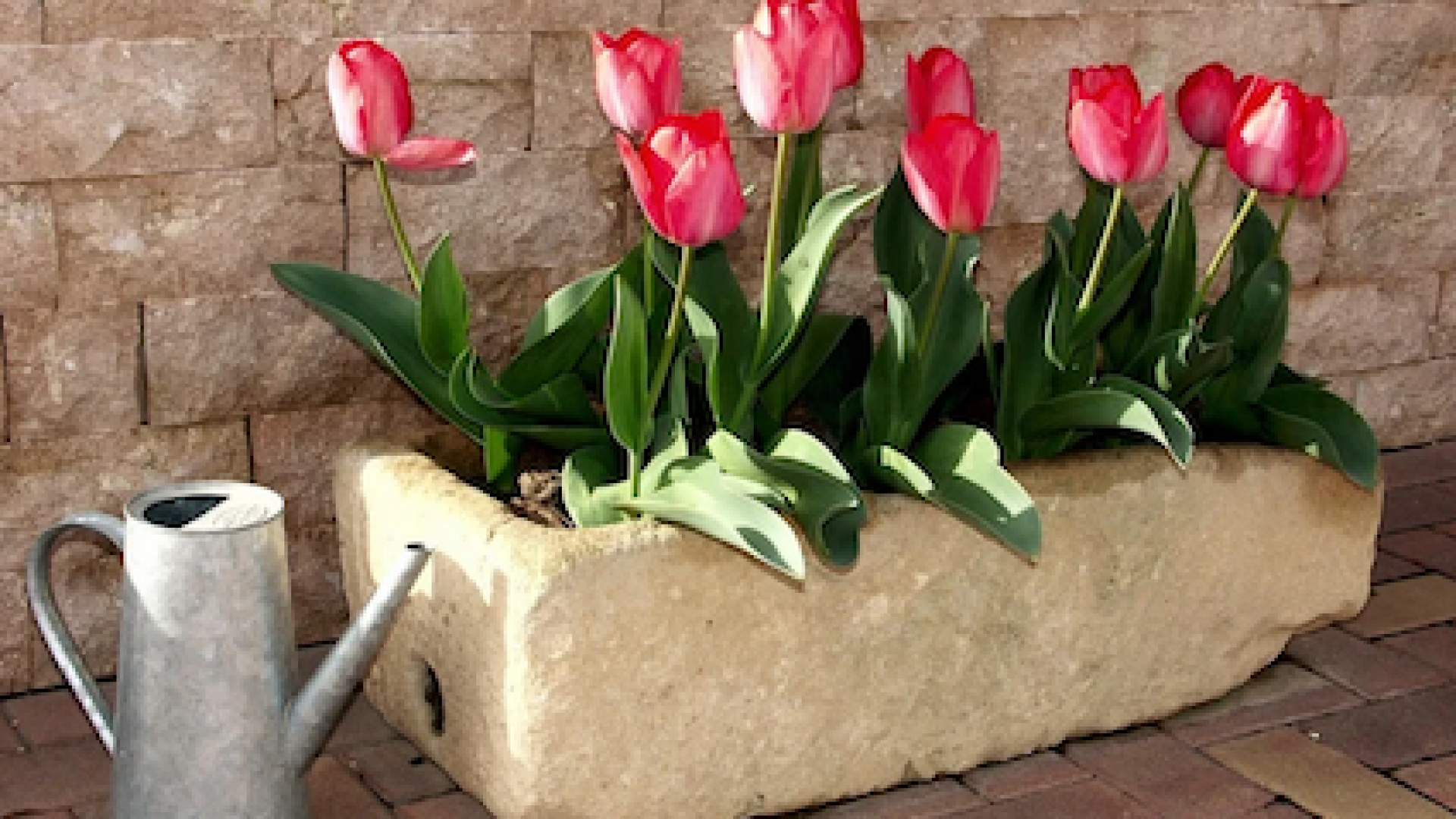 Come dare acqua alle nostre piante: meglio un po’ meno che troppa. E le radici...