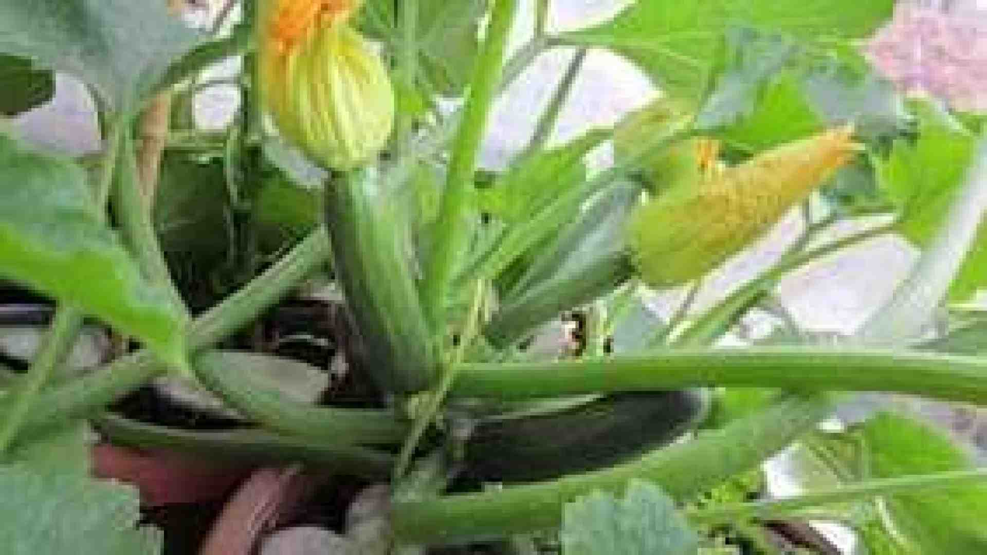 È tempo di raccogliere le nostre zucchine. Quelle dell’orto hanno un altro sapore