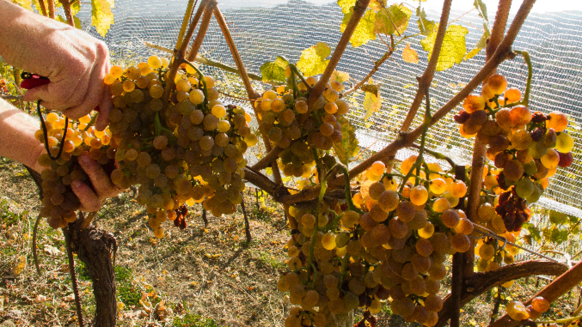 Vendemmia 2020: meno vino, ma migliore