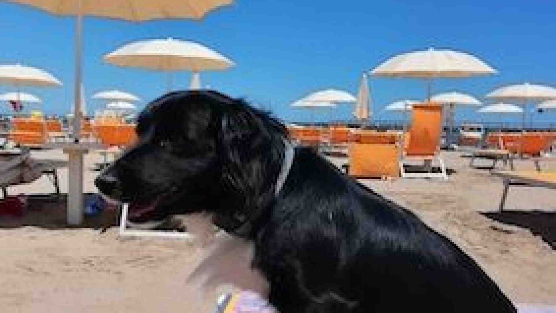 In vacanza (soprattutto al mare) con il cane: queste le regole e meglio informarsi prima