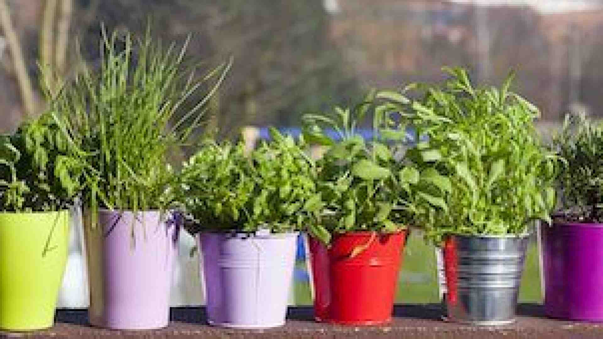 Le piante aromatiche nel nostro giardino: durata, annaffiature, simpatie e antipatie