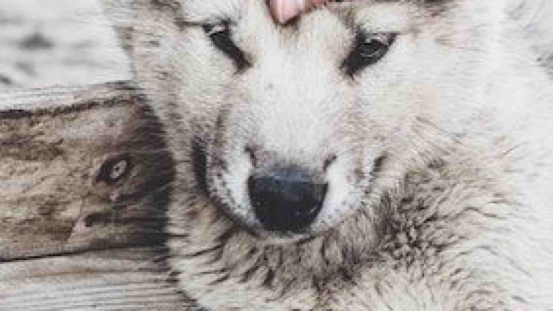 Quando il lupo divenne il migliore amico dell’uomo