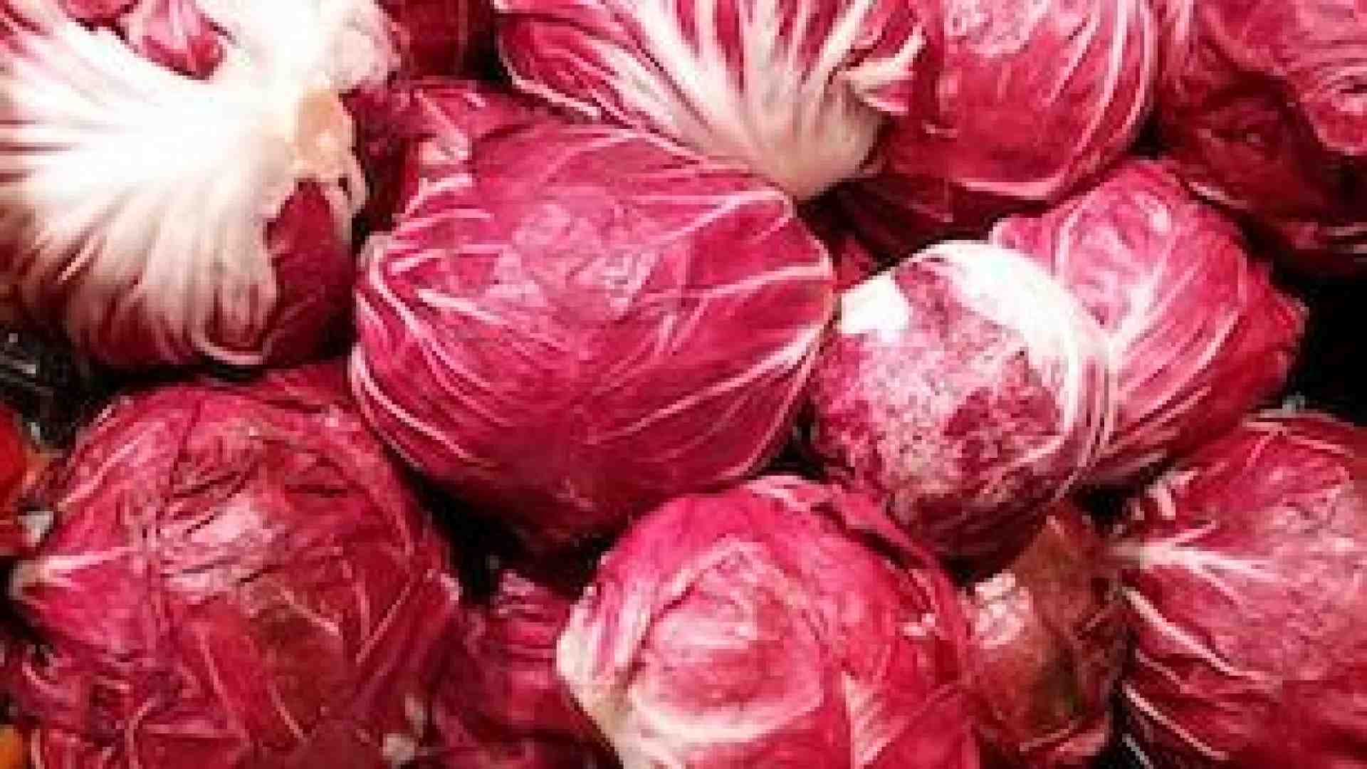 Seminare il radicchio rosso gustoso e toccasana