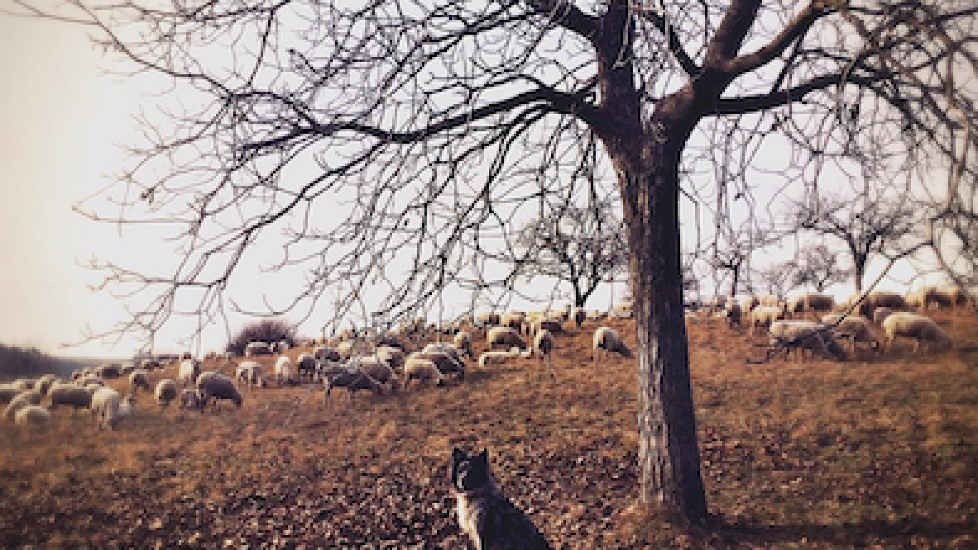 Il Pastore della Lessinia entra nel Registro