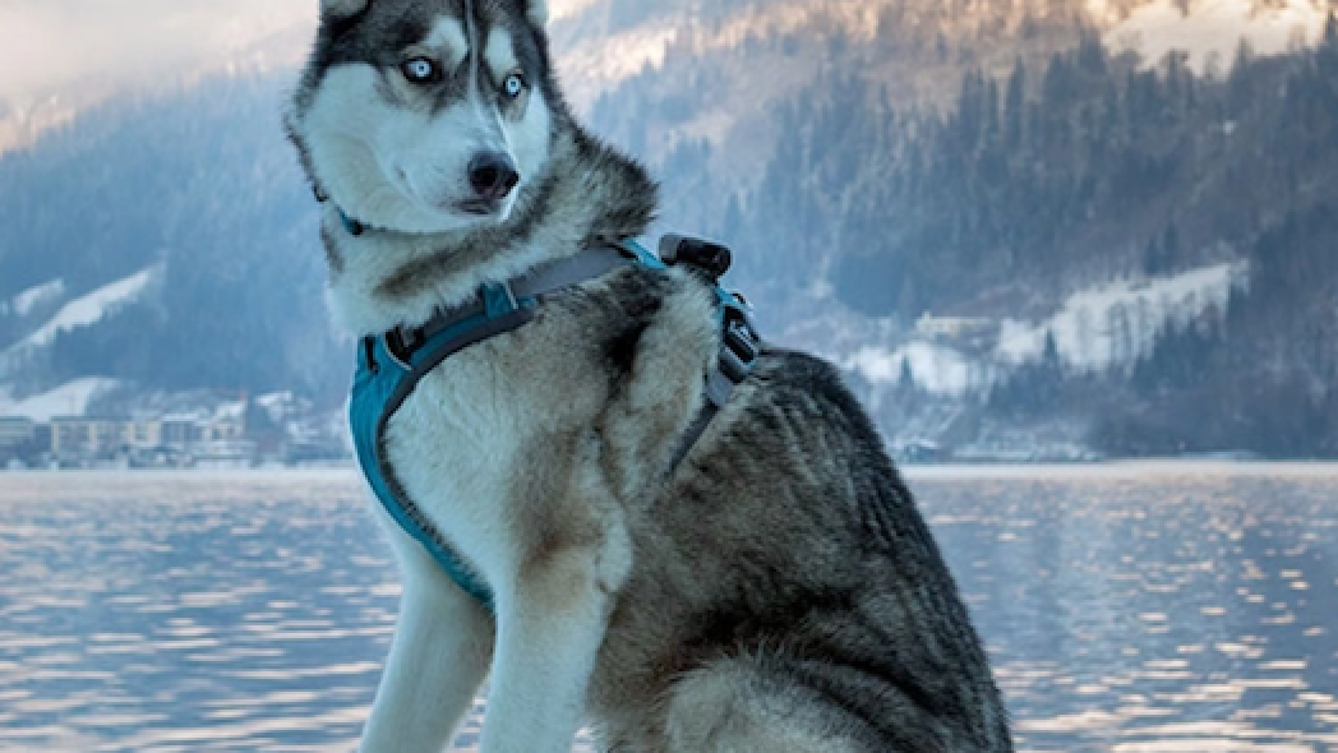 Quei magnifici cani da slitta che salvarono una comunità