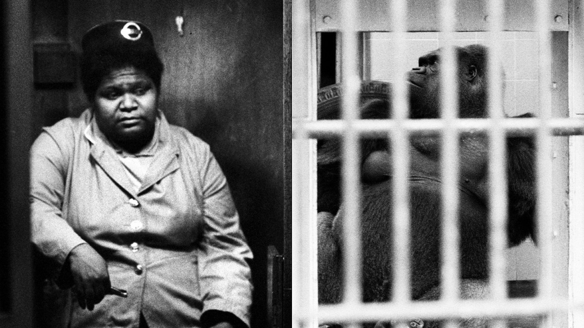 Londra, la donna nera e il gorilla: salviamo il "book" di Butturini