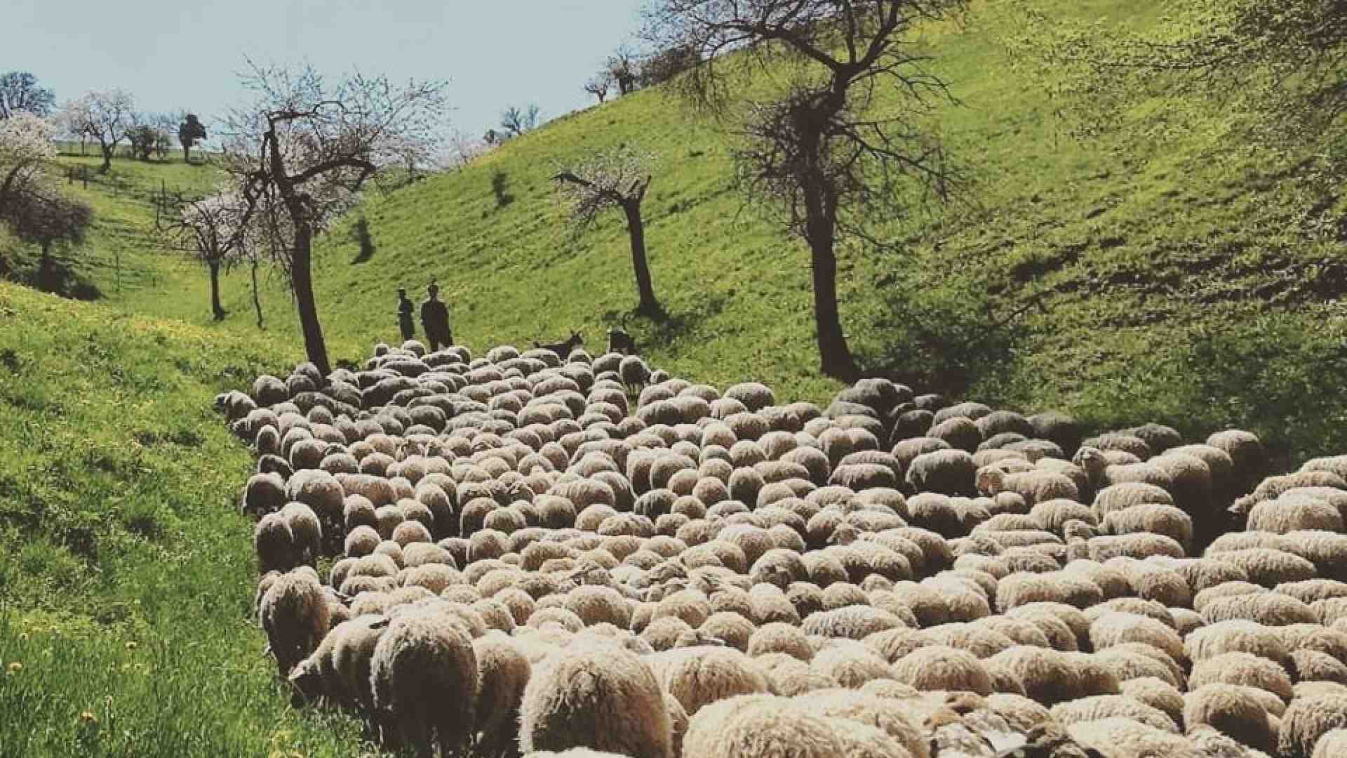 Pastore in Lessinia (e a soli 32 anni...)