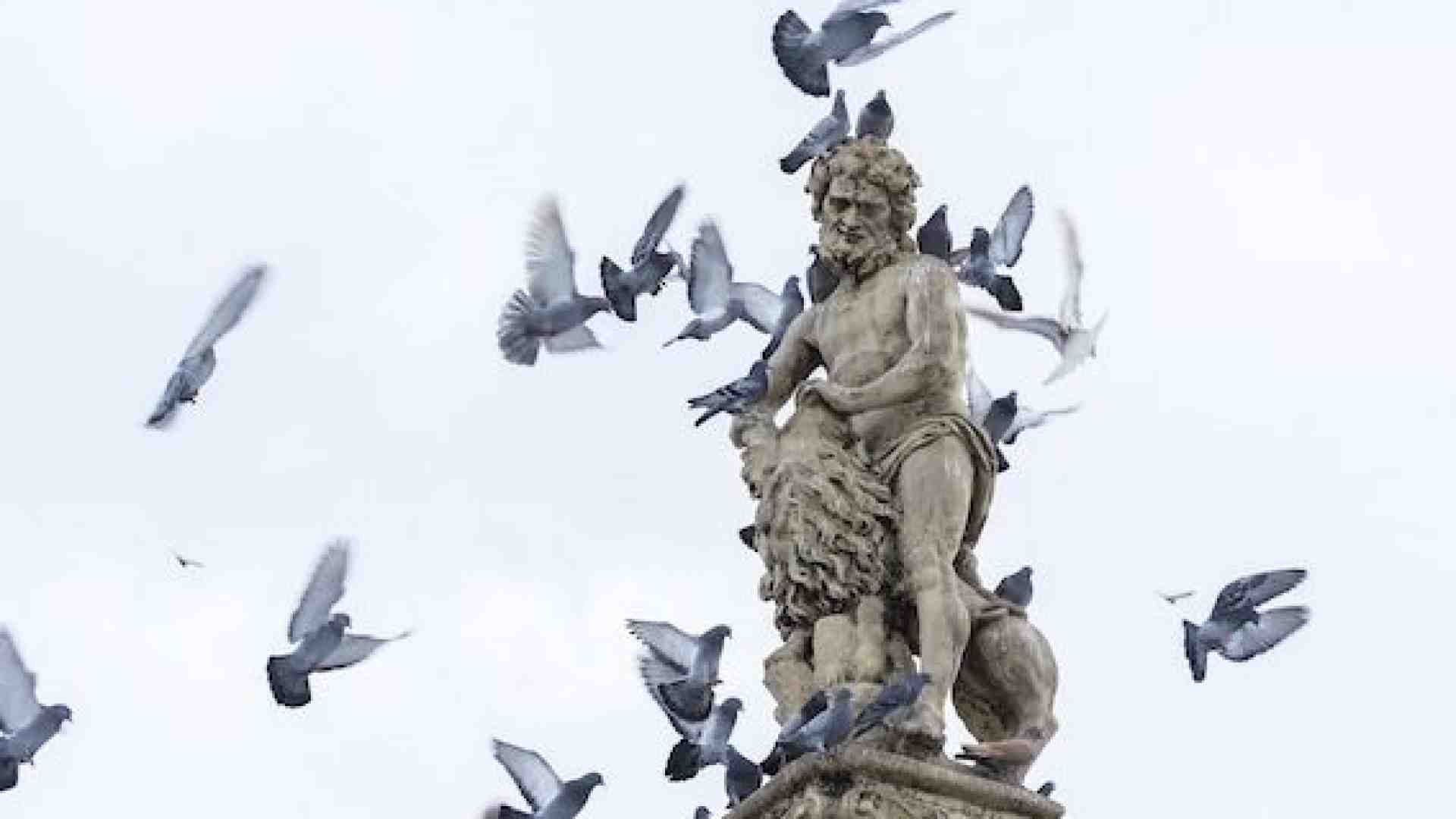 Chi deve combattere i pericoli portati dai piccioni a persone e cose?