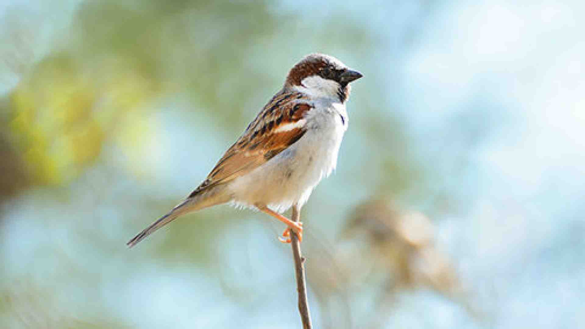 Piccolo non è bello