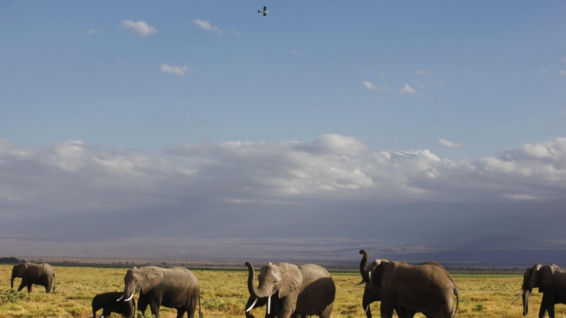 Lo Zimbabwe apre la caccia agli elefanti. «Per le casse dello Stato»