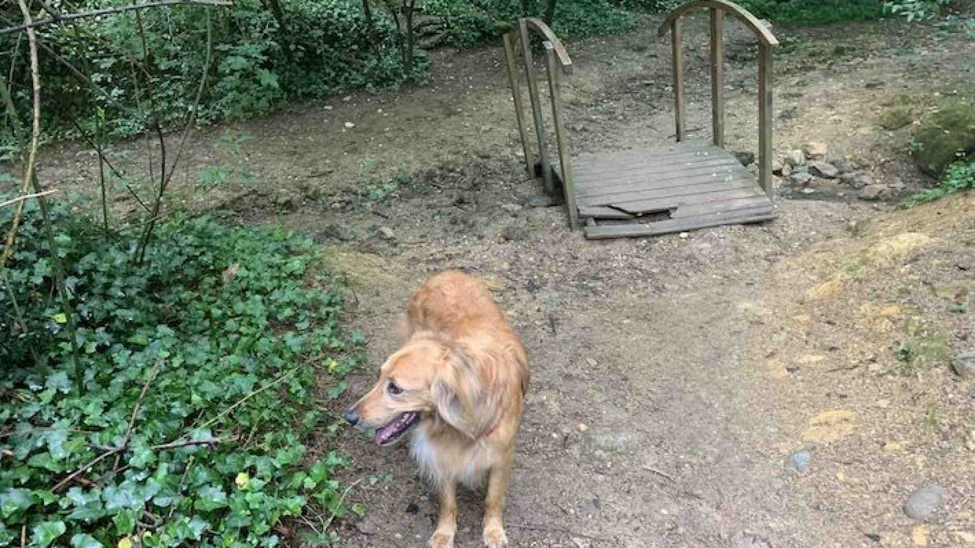 In cima a Valdonega un bosco dove l’acqua sgorga dalle rocce