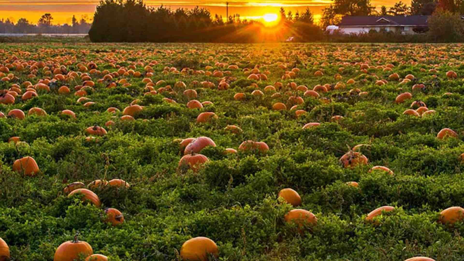 Braccia strappate all’agricoltura