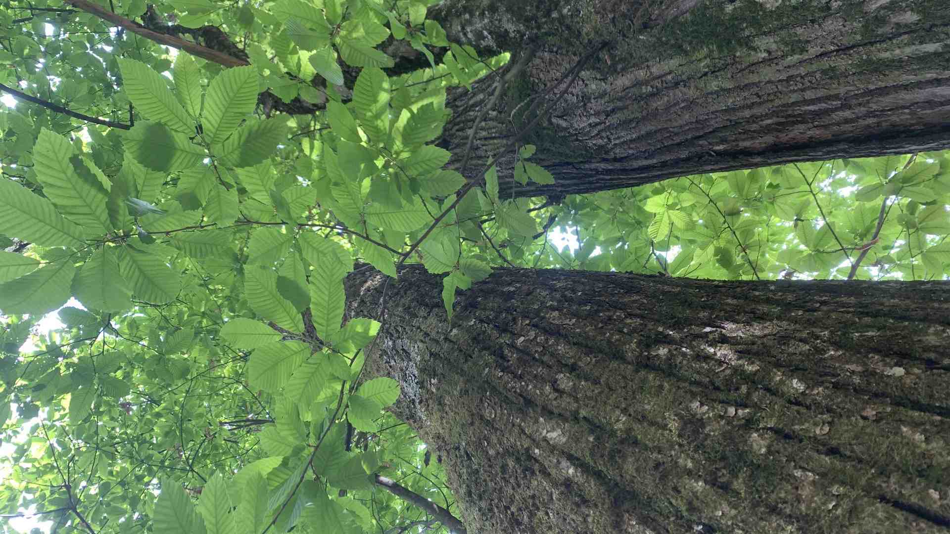 Prenota un albero: migliori l'ambiente e lo ricevi gratis