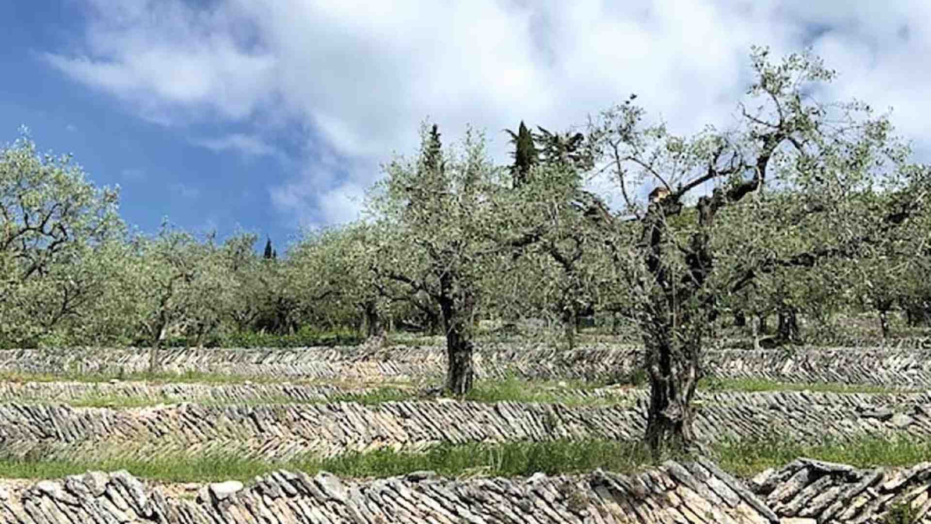 Valpolicella. Le marogne “paesaggio rurale storico”