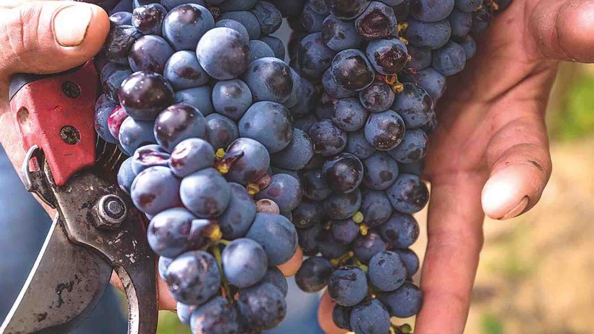 Per Bacco, è tempo di dare un taglio all’uva