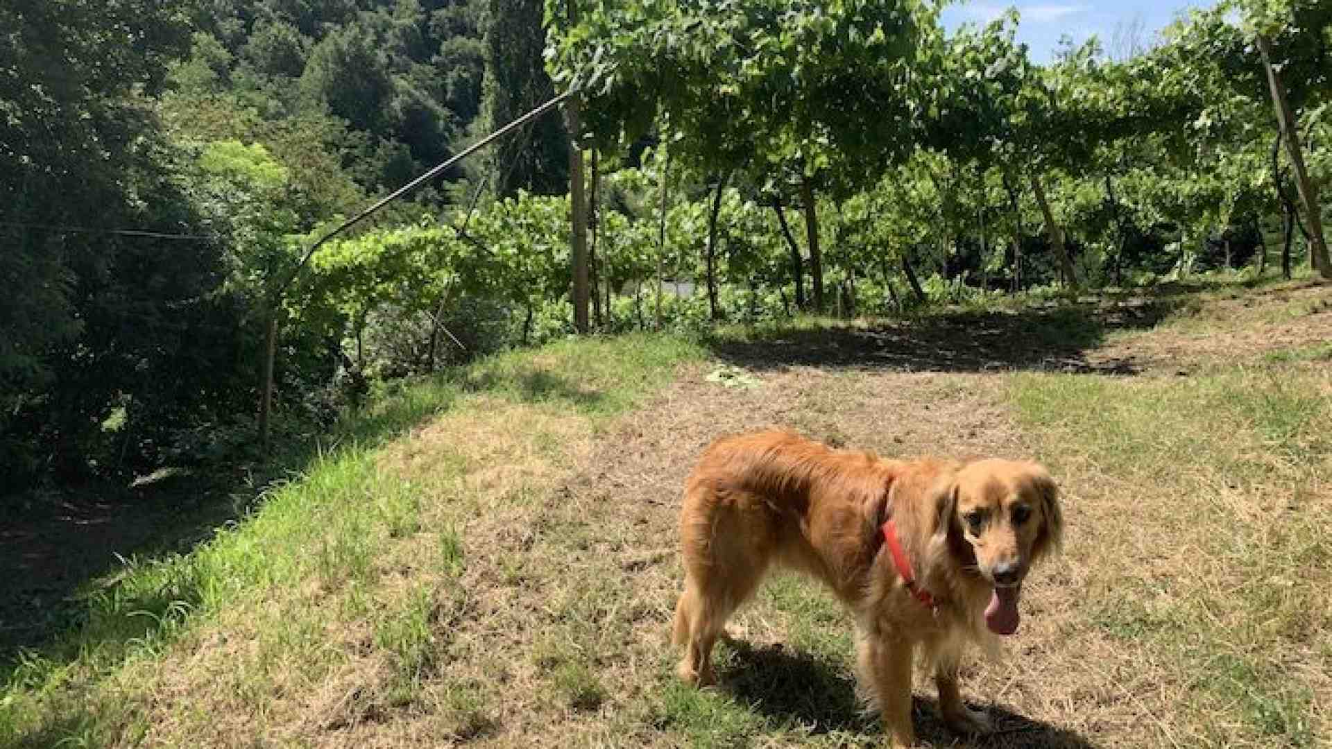 Sulle colline dell’Est dove un tempo c’era l’oceano