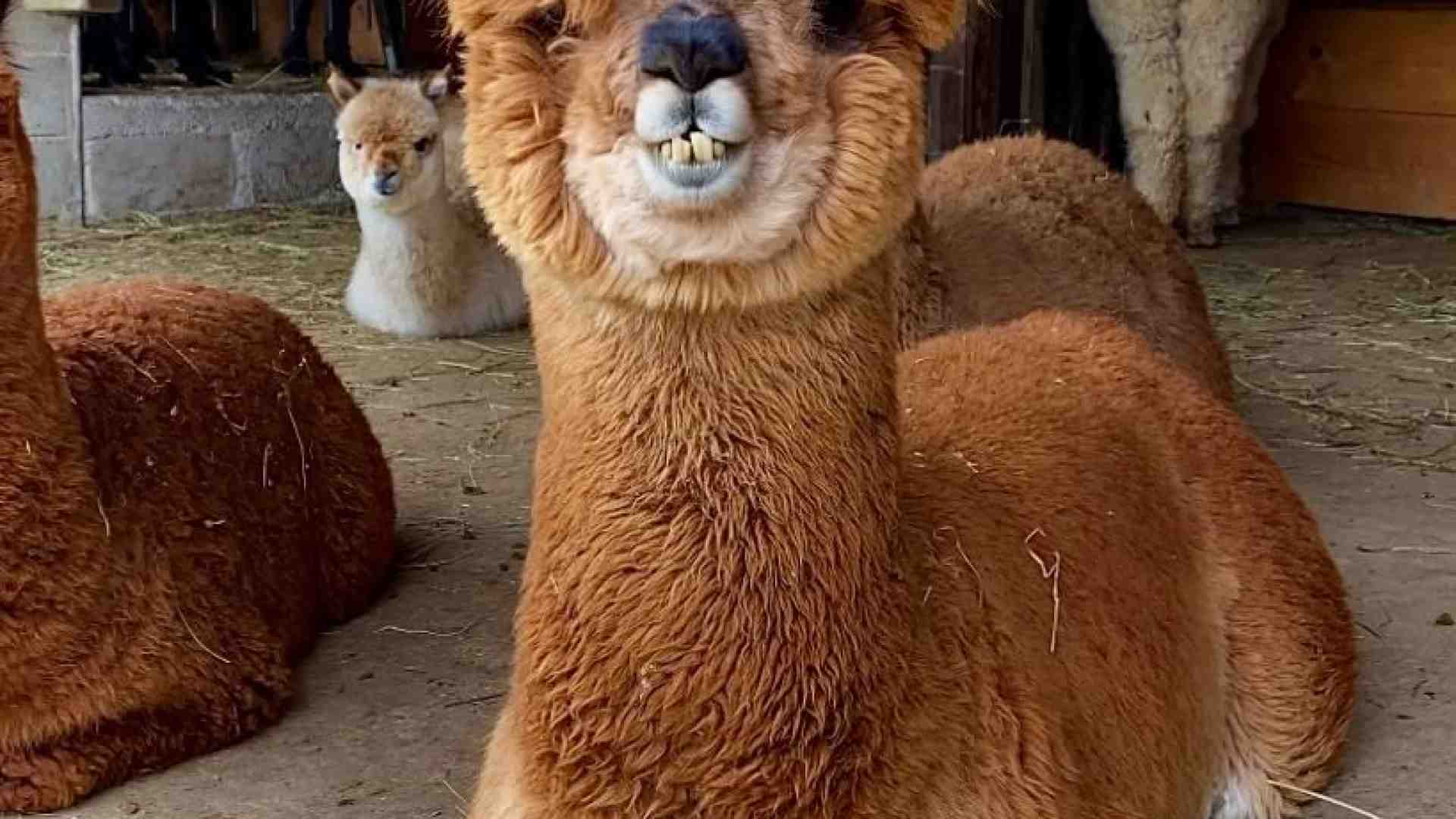 Alleva lama e alpaca per i trekking e per i pregiati velli