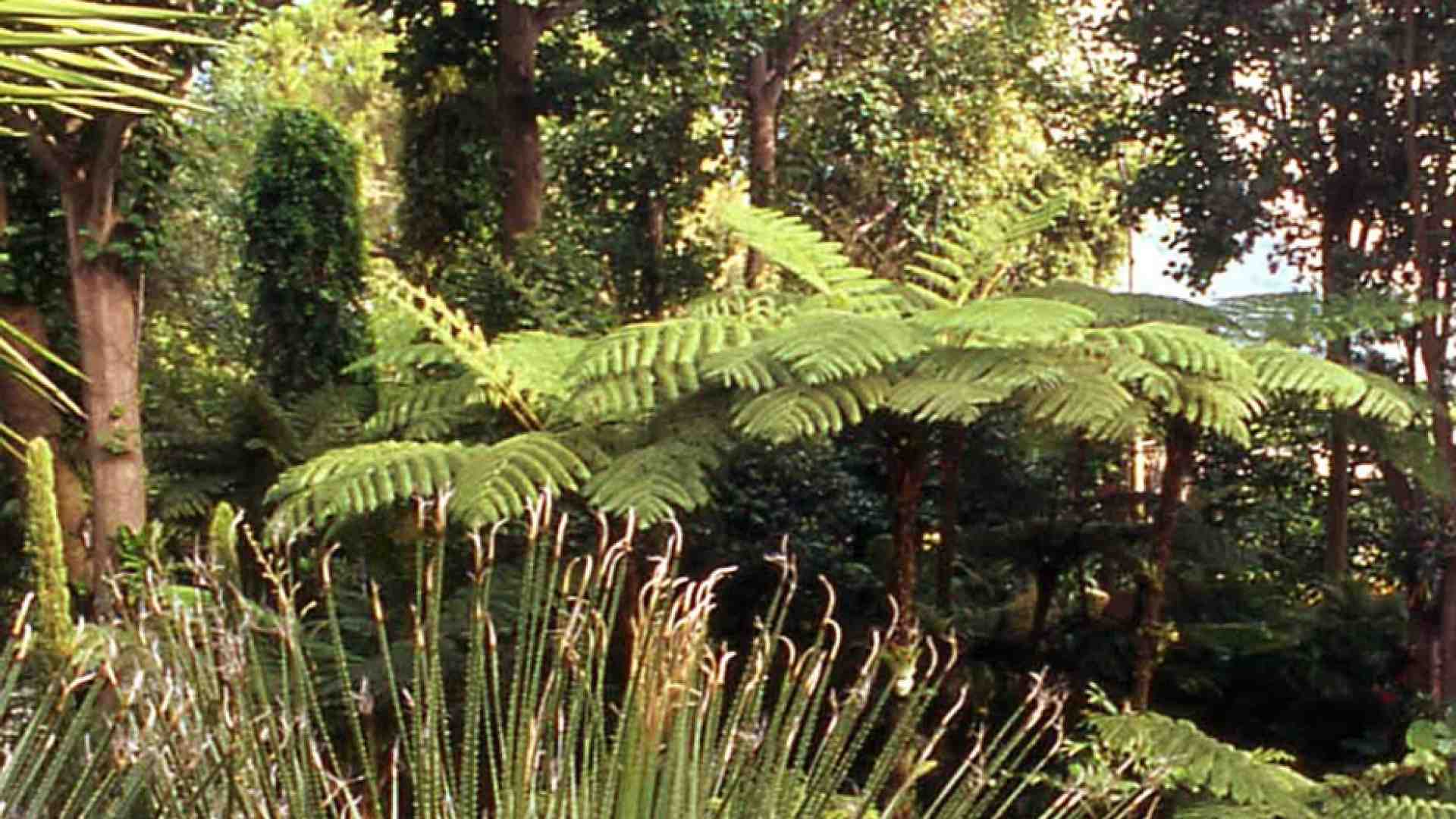 Il giacinto d'acqua del Benin: veleno trasformato in oro verde