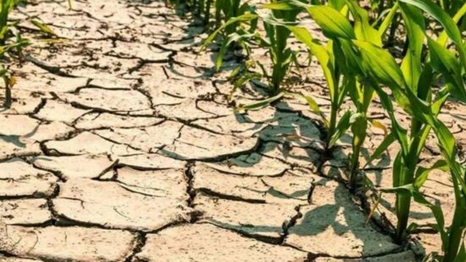 Il Papa: si affrontino i rischi climatici riducendo le emissioni