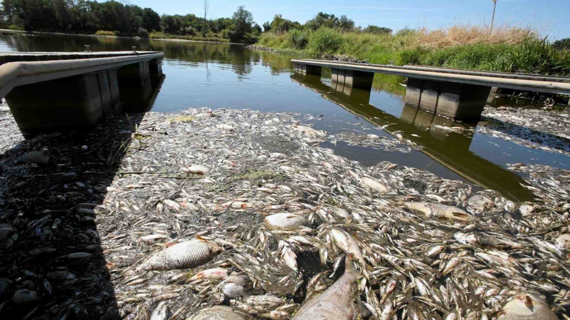 Disastro ecologico lungo il fiume Oder, tra Polonia e Germania