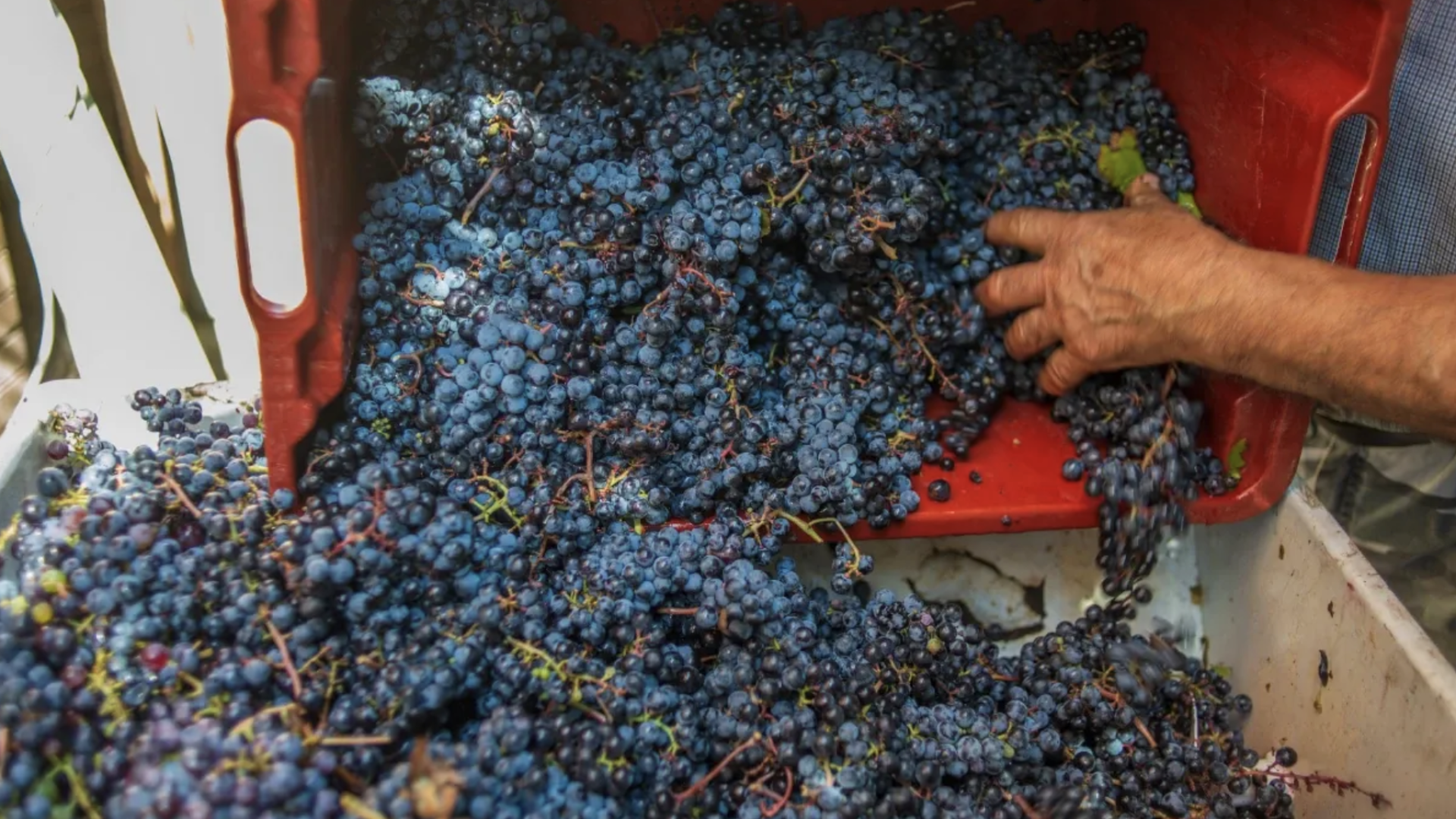 Come sempre “un’ottima annata” nonostante siccità e gran caldo