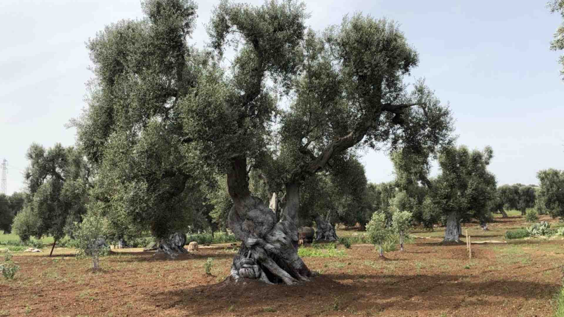 Pace, armonia e saggezza tra le foglie di una pianta che amiamo: l’olivo