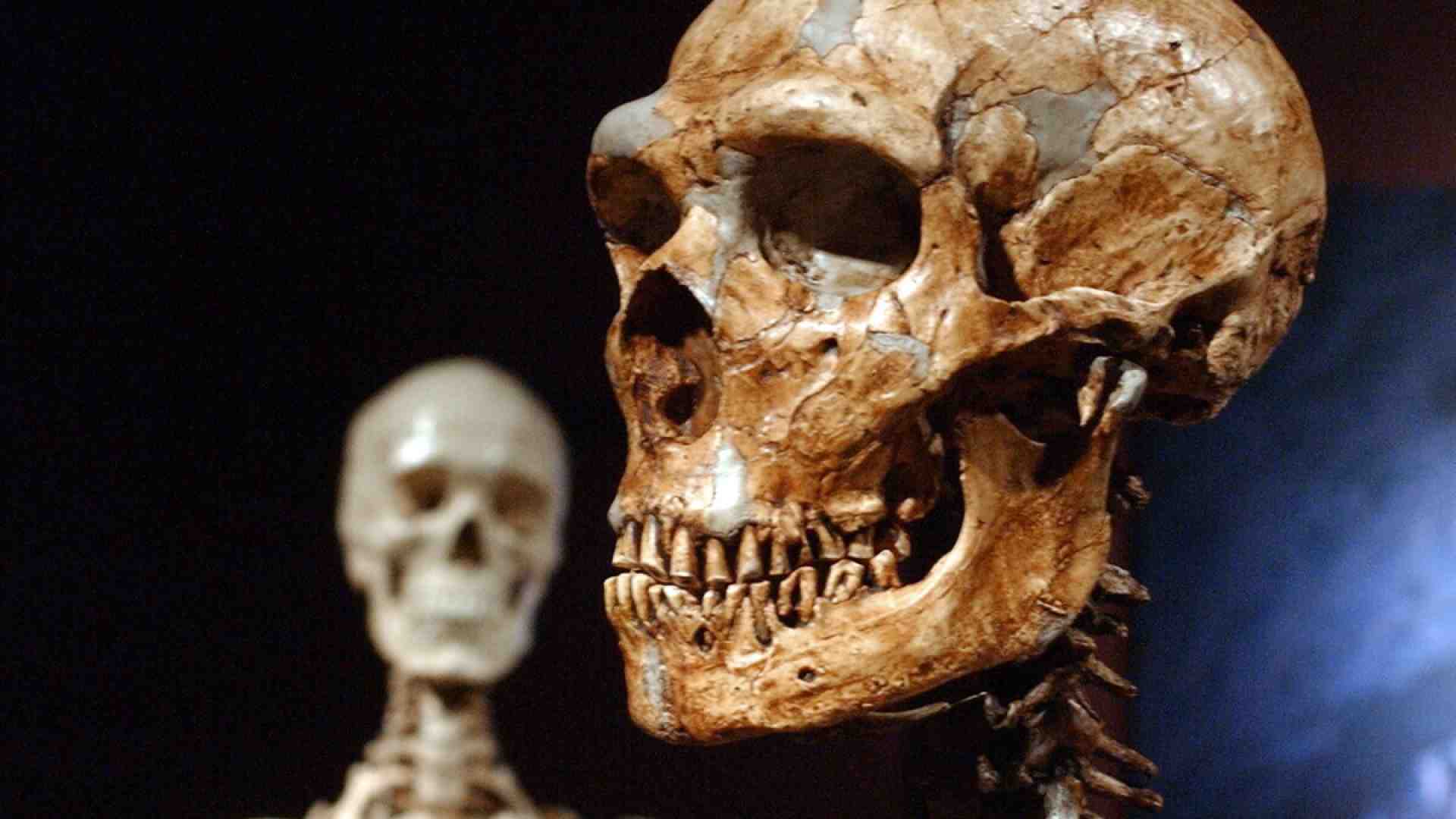 Come il “Neanderthal che c'è in noi” influenza i nostri tratti neuropsichiatrici