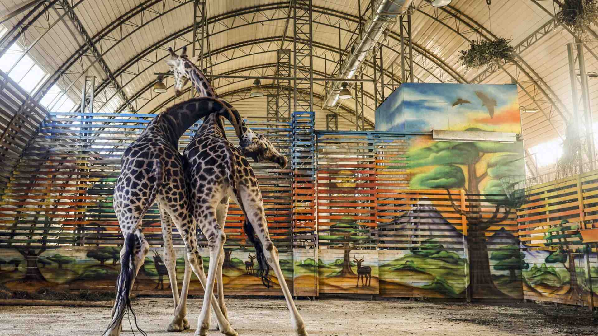 Cronache animali dal Mar Nero come specchi di malefatte umane