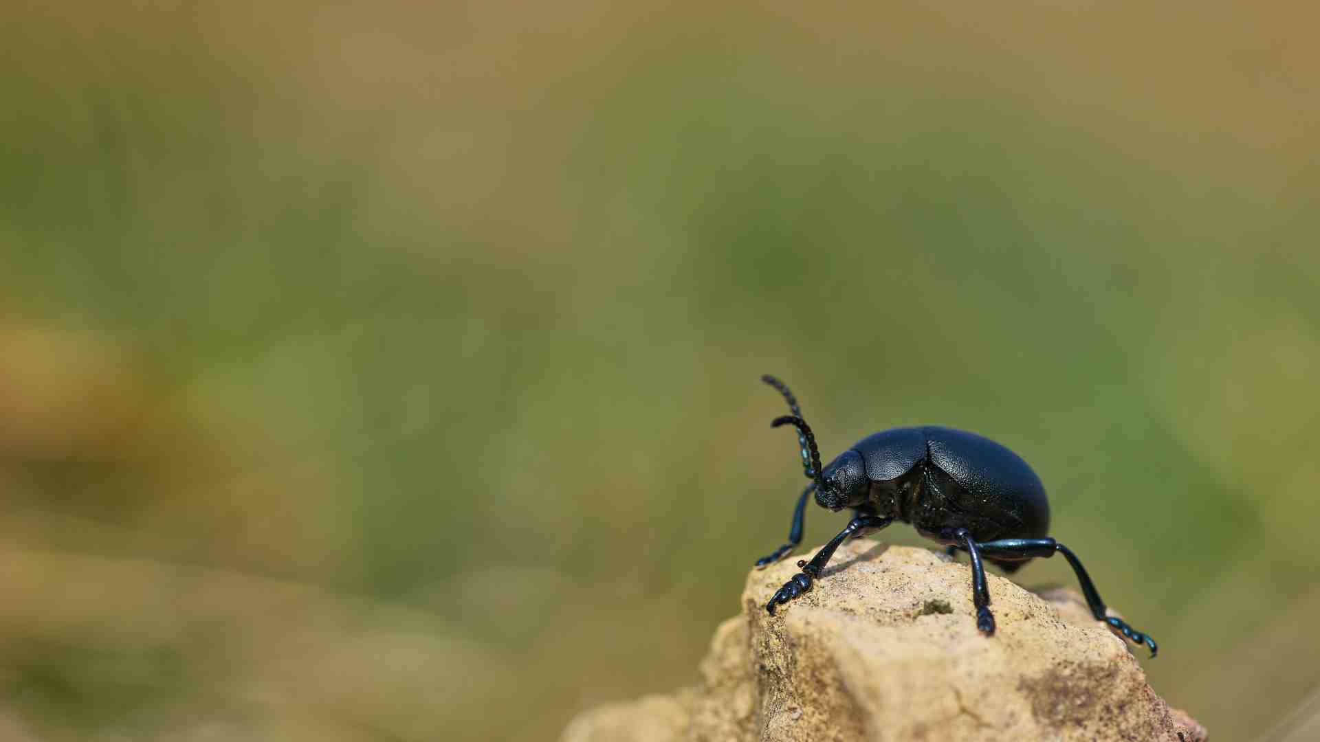 Uno studio sui coleotteri spiega come le cure parentali influenzano l'evoluzione
