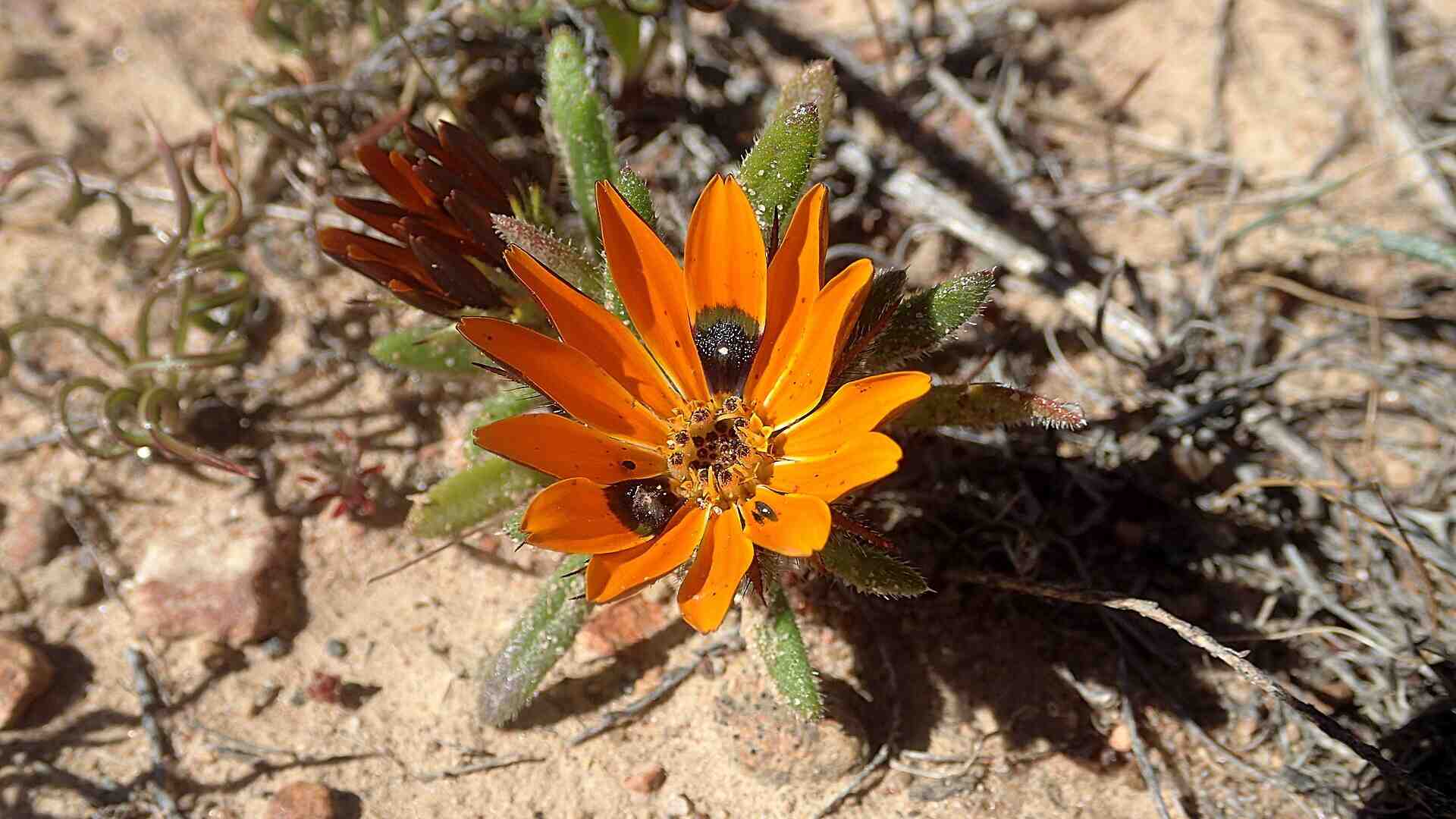 La teoria darwiniana è ancora in grado di spiegare la realtà naturale