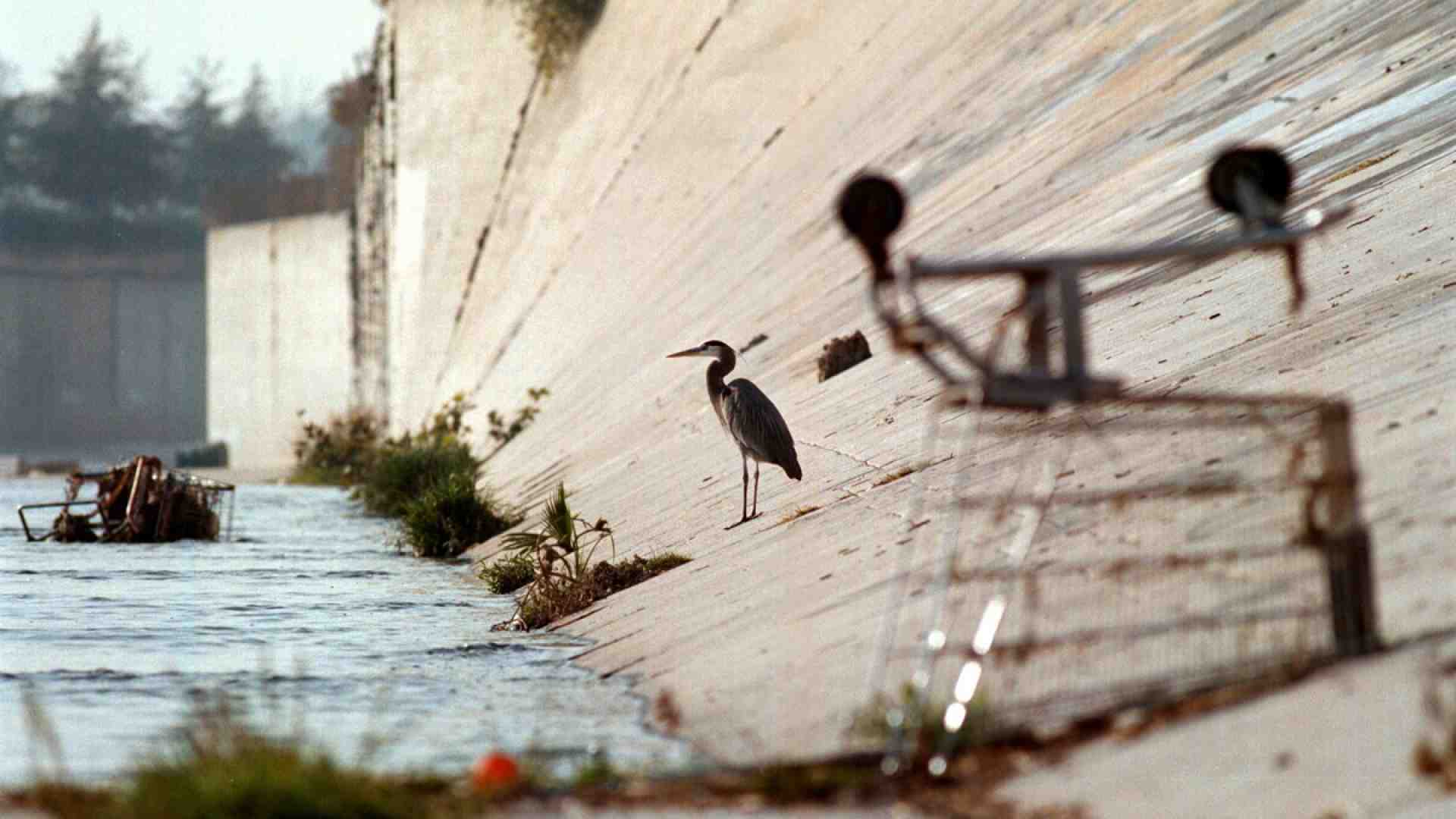 La scienza non può fare a meno del caso