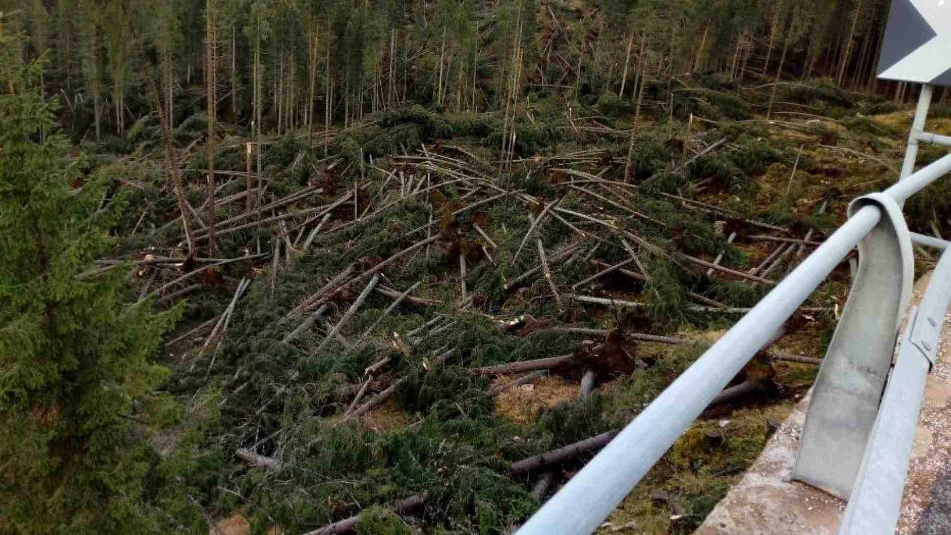 Tempeste, incendi, bostrico... Come tutelare le nostre foreste