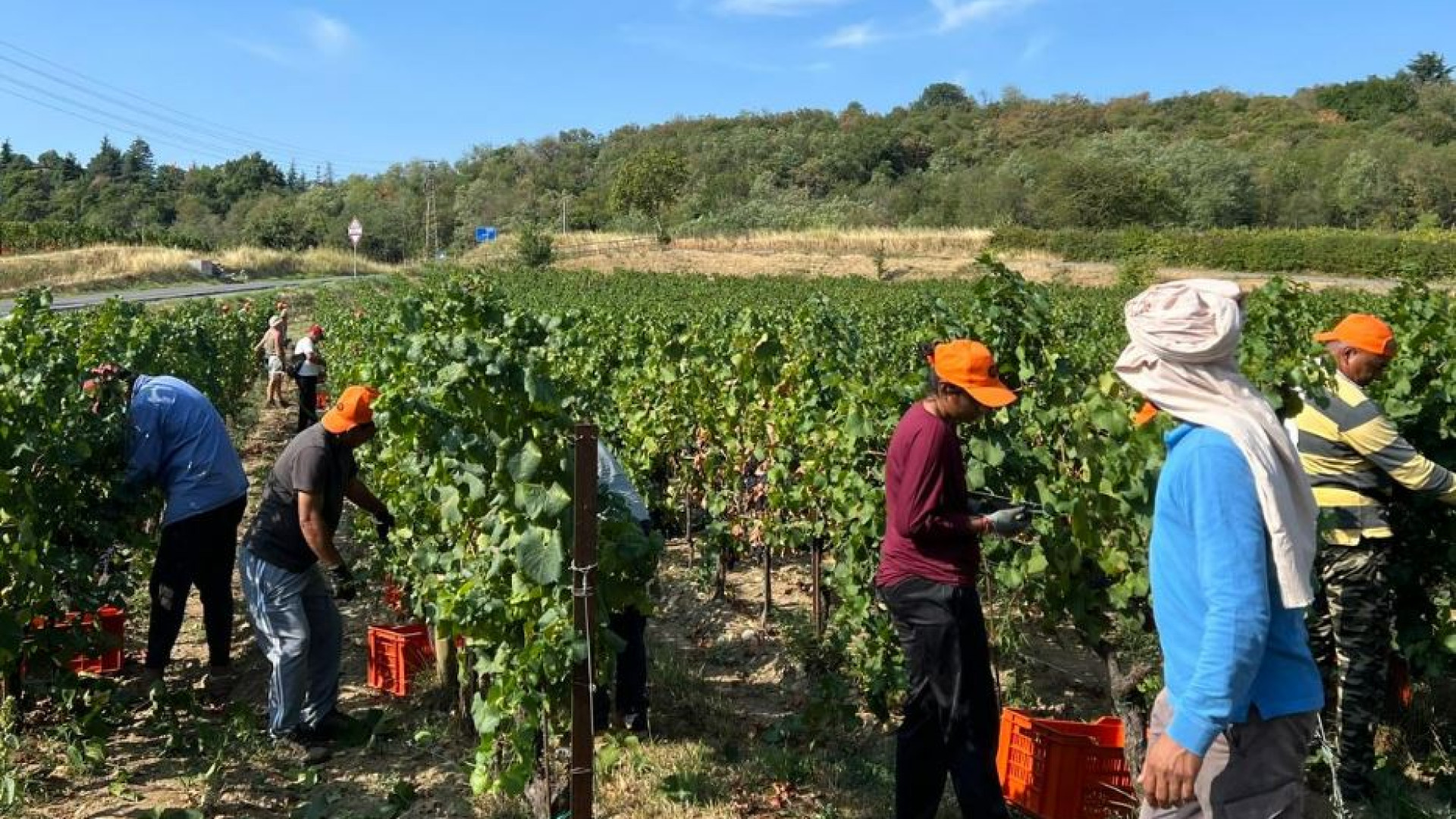 Vendemmia al via: diecimila al lavoro. Nel rispetto dei diritti